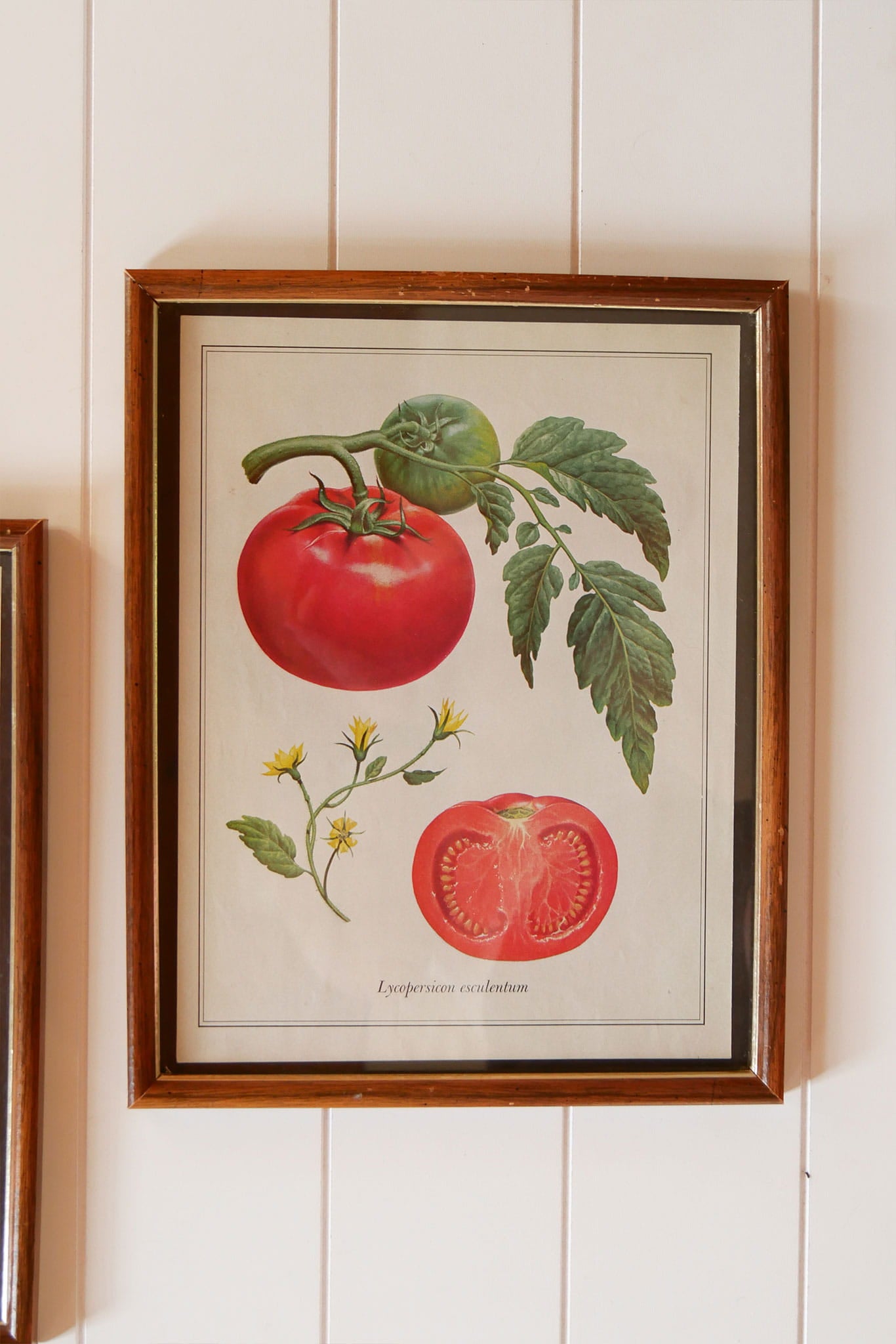 Vintage Tomato & Pea Botanical Framed Print Set, Vintage Botanical Plant Prints, Vintage Farmhouse Prints, Vintage Garden Plant Retro Prints, VIntage Farmhouse Wall DEcor, Vintage Botanical TOmato Plant Prints, Vintage Botanical Pea Plant Prints