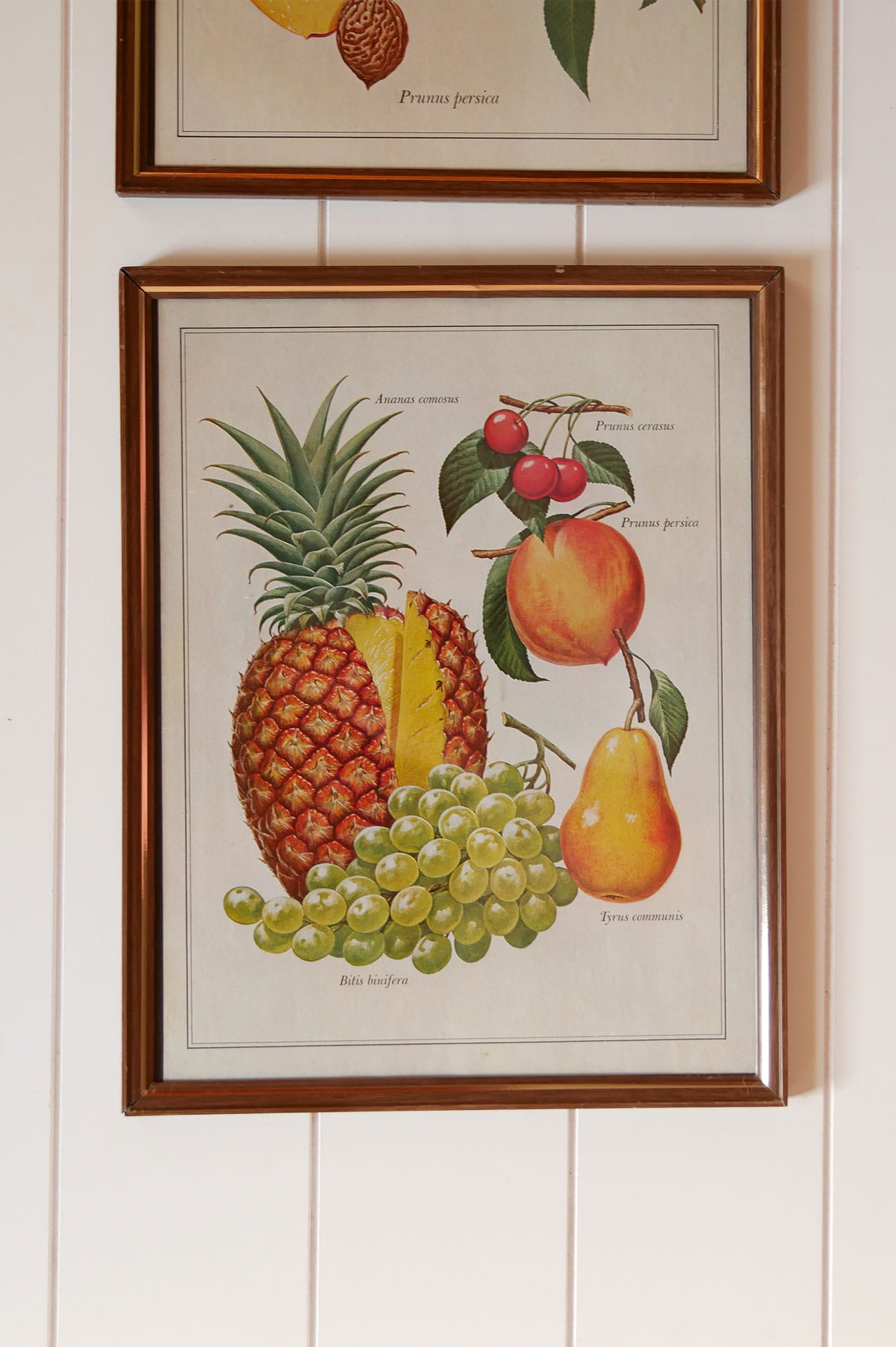 Pair of VIntage Tropical Fruit Framed Prints, VIntage Botanical Prints, Vintage Tropical Prints, Vintage Tropical Wall Decor, Vintage Pinnapple Prints, VIntage Peach Prints
