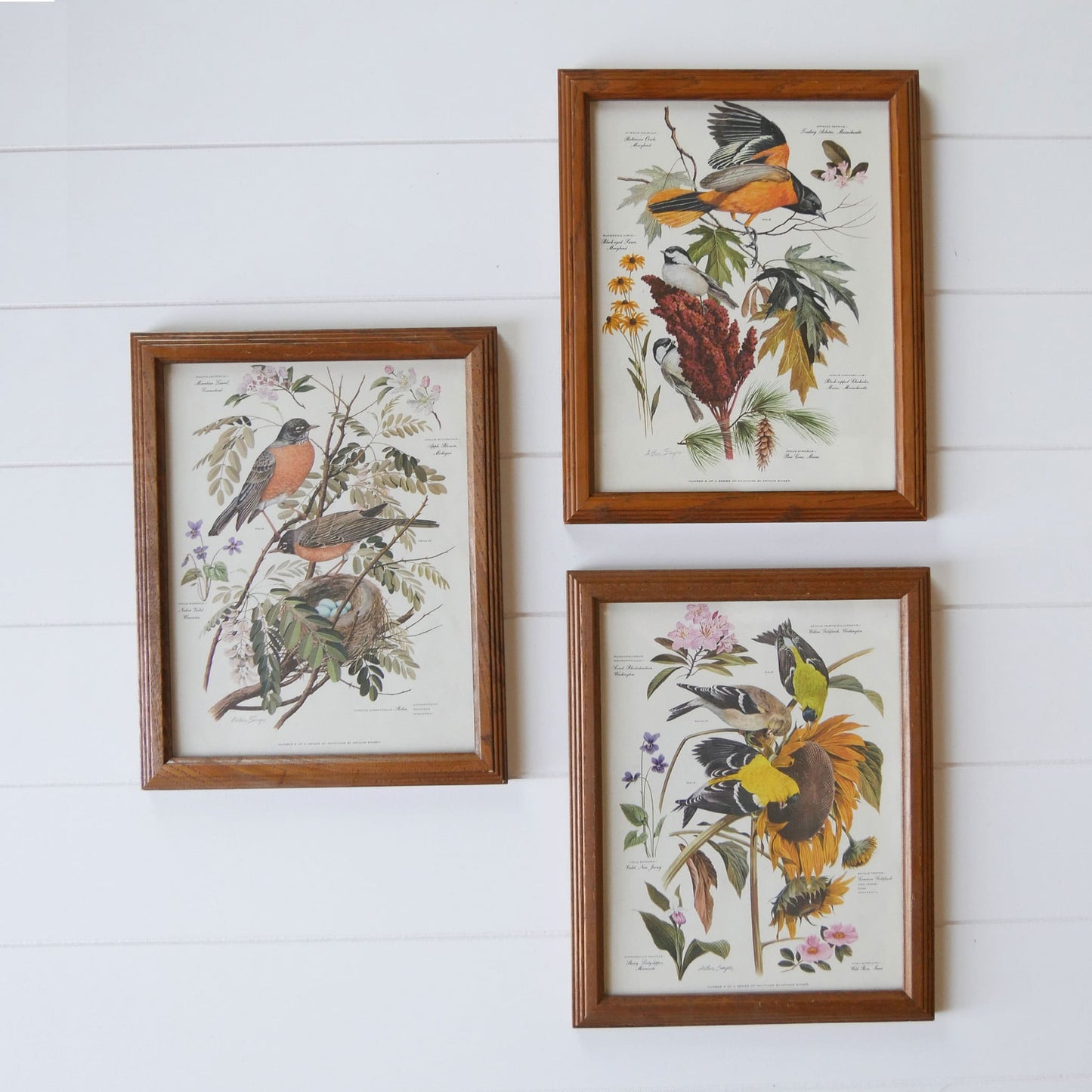Vintage Framed 1950s Arthur Singer No.5 of Series Print, Pair of Robins with Nest Vintage Bird Prints Vintage Botantical Prints
