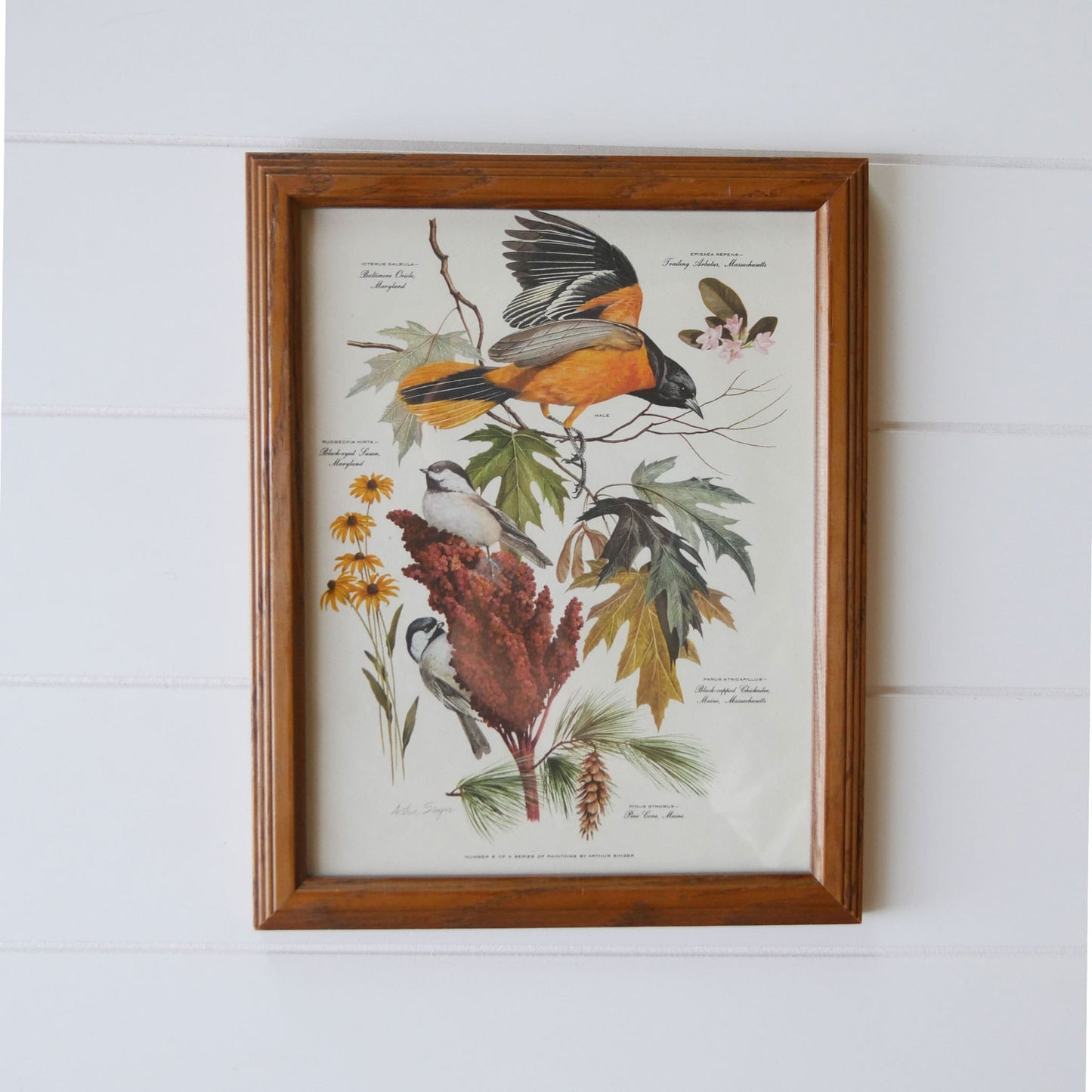 Vintage Framed 1950s Arthur Singer No.6 of Series Print, Common Goldfinch and Willow Goldfinch Vintage Bird Print Vintage Botanical Print