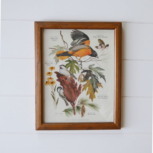 Vintage Framed 1950s Arthur Singer No.6 of Series Print, Common Goldfinch and Willow Goldfinch Vintage Bird Print Vintage Botanical Print