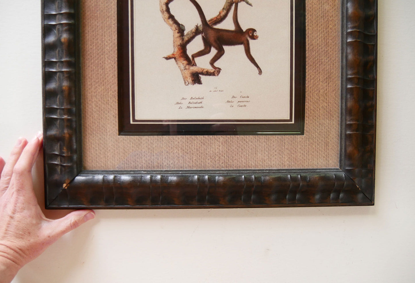 Vintage Framed Monkey Prints, Vintage Money Artwork, Vintage African Art, Monkey Drawing Prints, Monkey Lithograph, Vintage Zoo Art, Vintage Zoo Print, Vintage Monkey Drawing Print