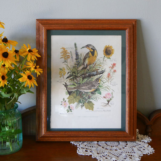 Vintage Oak Framed Arthur Singer No.7 of Series Western Meadowlark Print, 14x17 Vintage Botanical Prints Vintage Bird Prints Vintage Botanical Artwork Vintage Bird Artwork