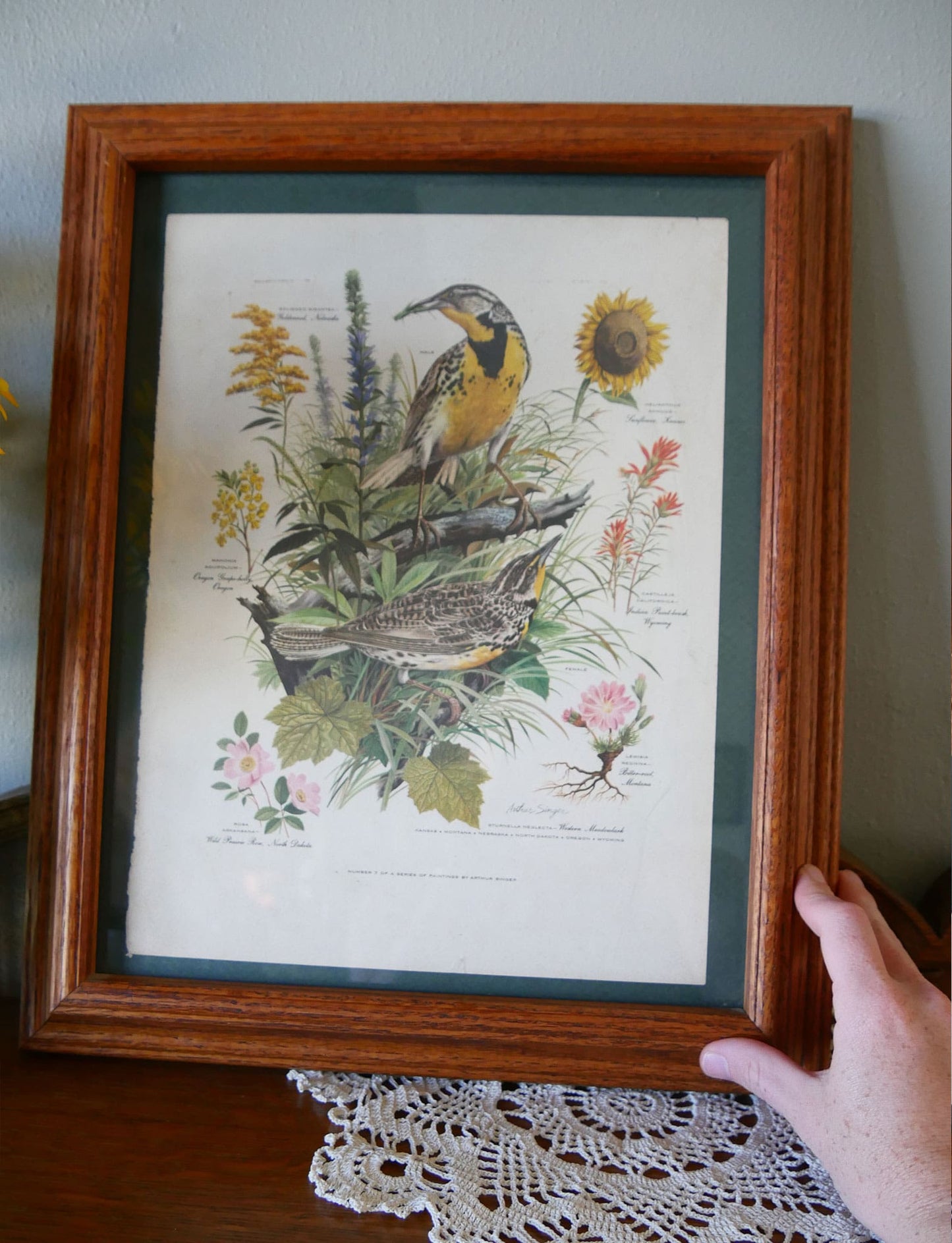 Vintage Oak Framed Arthur Singer No.7 of Series Western Meadowlark Print, 14x17 Vintage Botanical Prints Vintage Bird Prints Vintage Botanical Artwork Vintage Bird Artwork