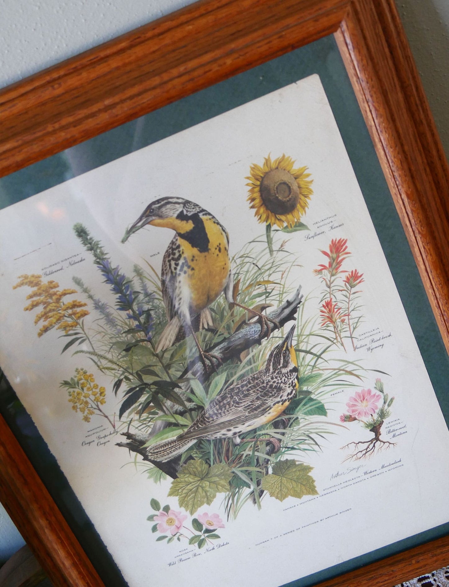 Vintage Oak Framed Arthur Singer No.7 of Series Western Meadowlark Print, 14x17 Vintage Botanical Prints Vintage Bird Prints Vintage Botanical Artwork Vintage Bird Artwork