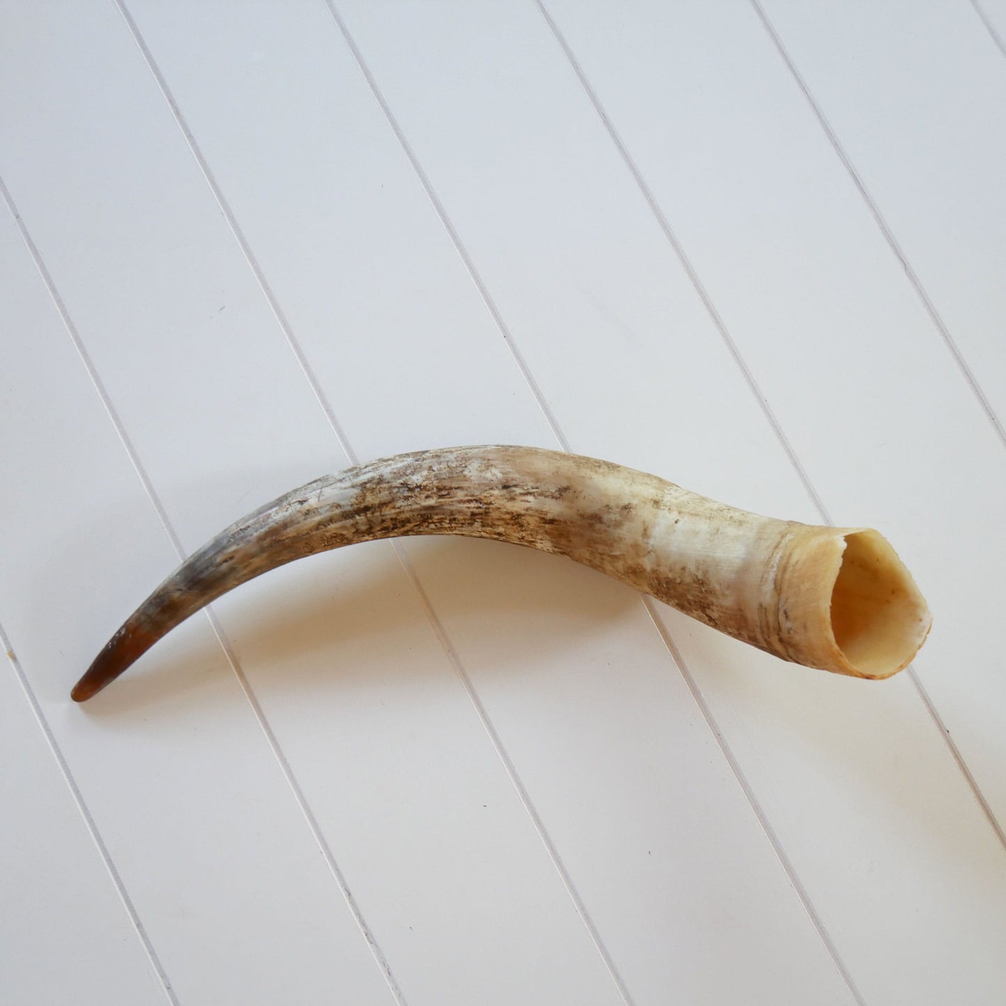 Unpolished Longhorn Cow Horn, Primitive Cow Horn, Vintage Cow Horn, Animal Horn