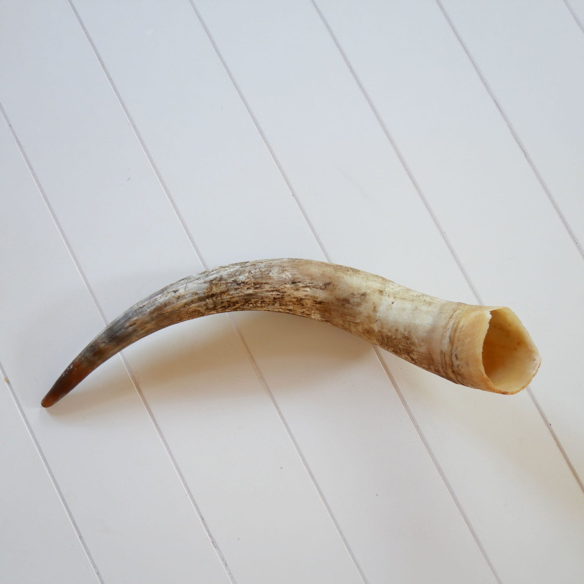 Unpolished Longhorn Cow Horn, Primitive Cow Horn, Vintage Cow Horn, Animal Horn