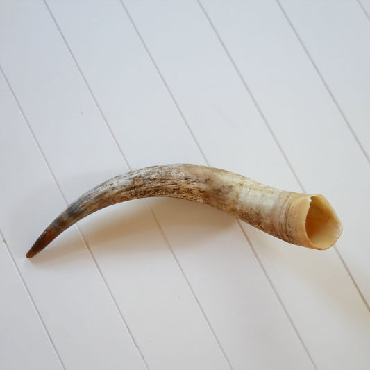 Unpolished Longhorn Cow Horn, Primitive Cow Horn, Vintage Cow Horn, Animal Horn