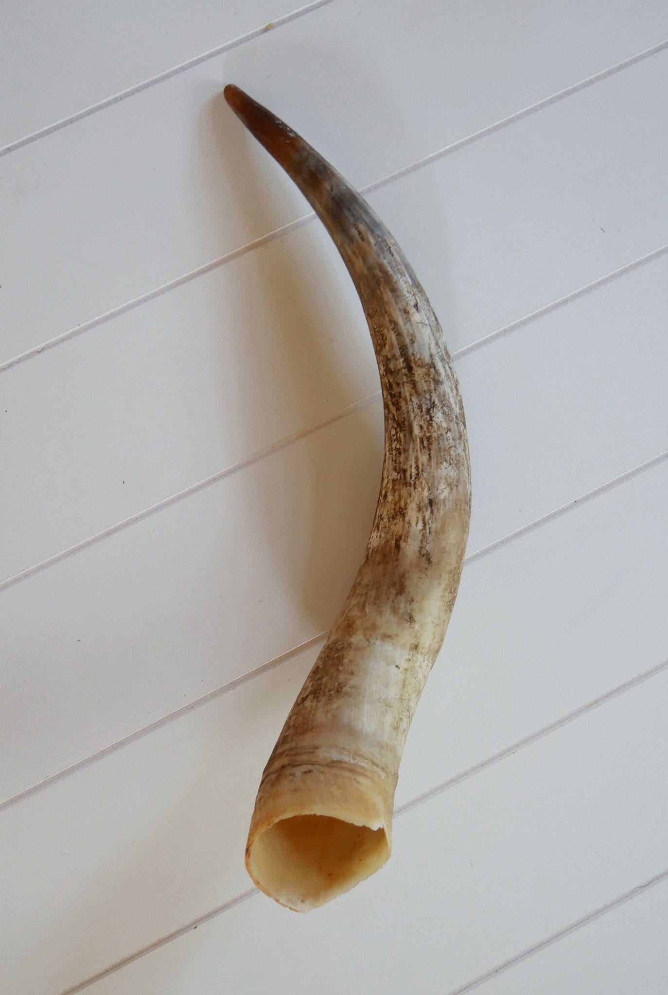 Unpolished Longhorn Cow Horn, Primitive Cow Horn, Vintage Cow Horn, Animal Horn