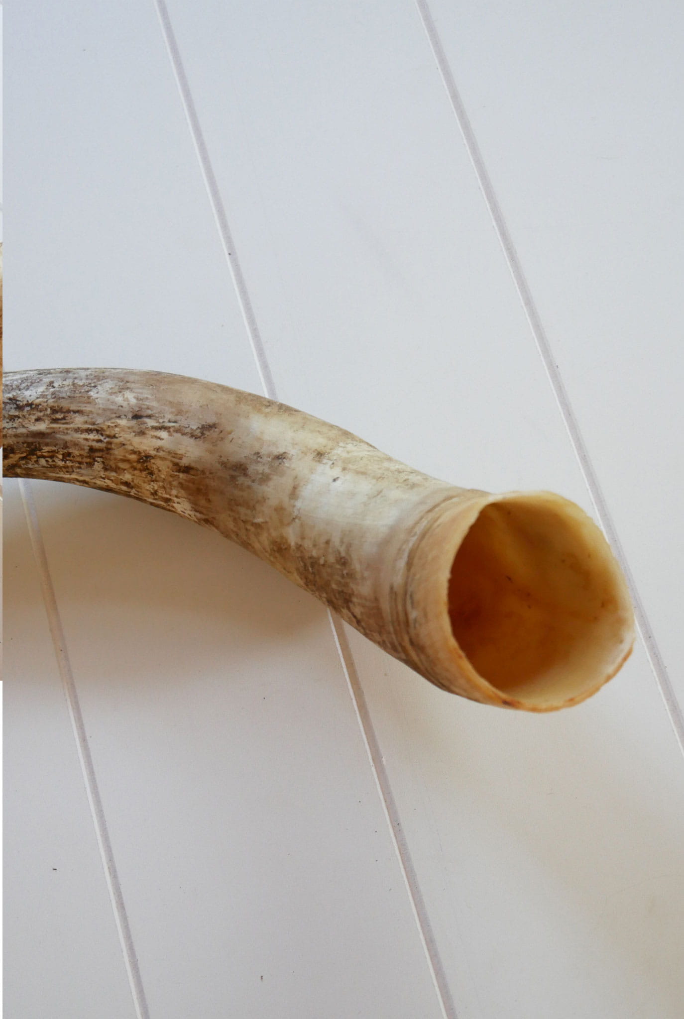 Unpolished Longhorn Cow Horn, Primitive Cow Horn, Vintage Cow Horn, Animal Horn