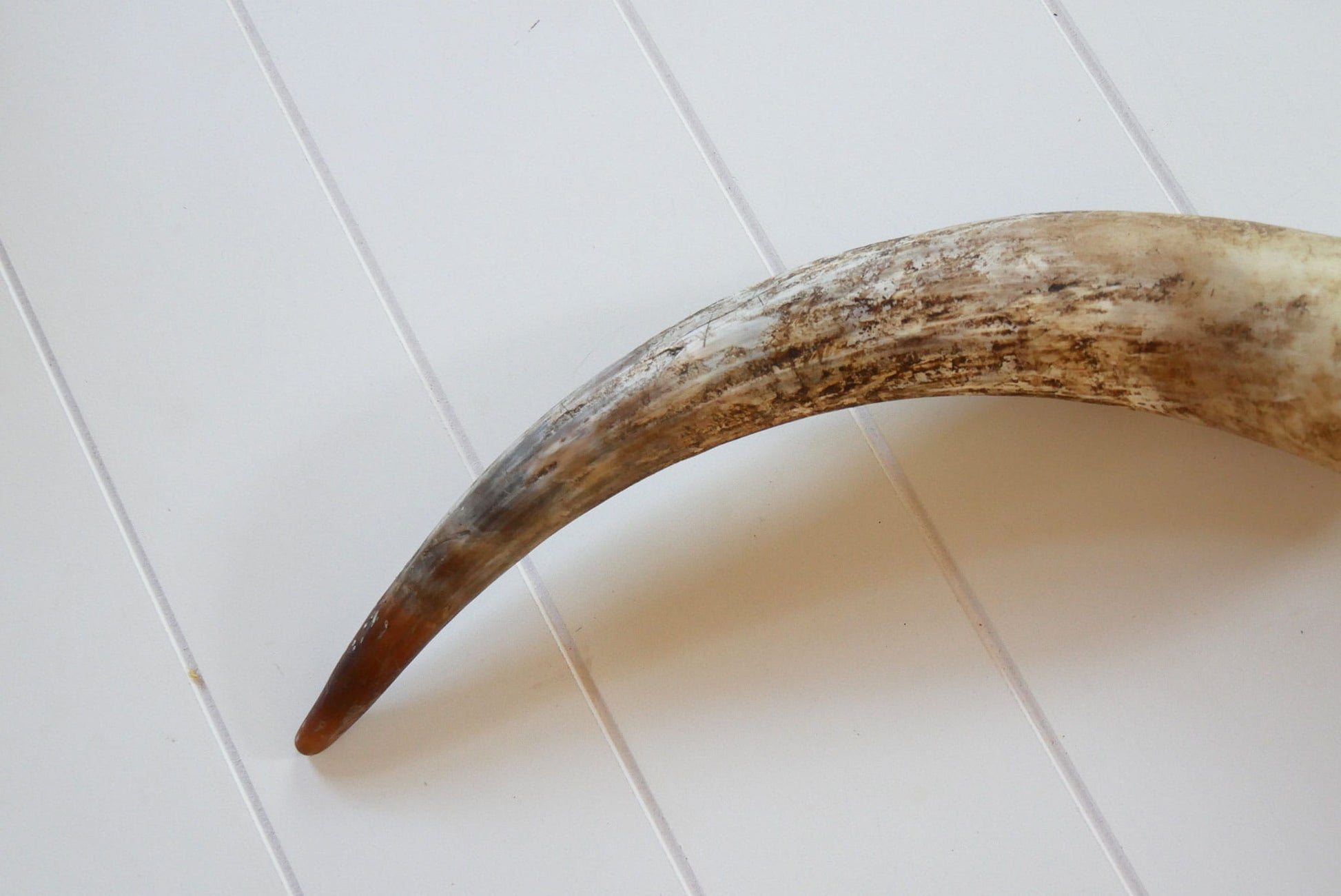 Unpolished Longhorn Cow Horn, Primitive Cow Horn, Vintage Cow Horn, Animal Horn