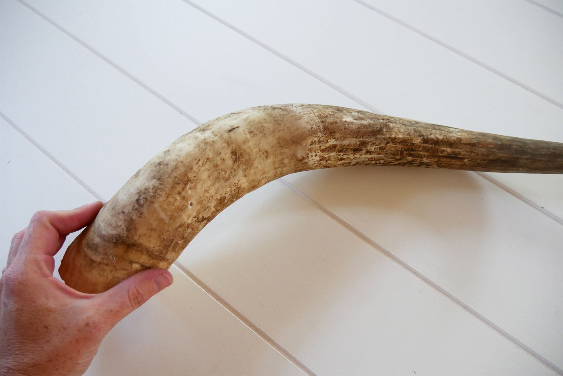 Unpolished Longhorn Cow Horn, Primitive Cow Horn, Vintage Cow Horn, Animal Horn