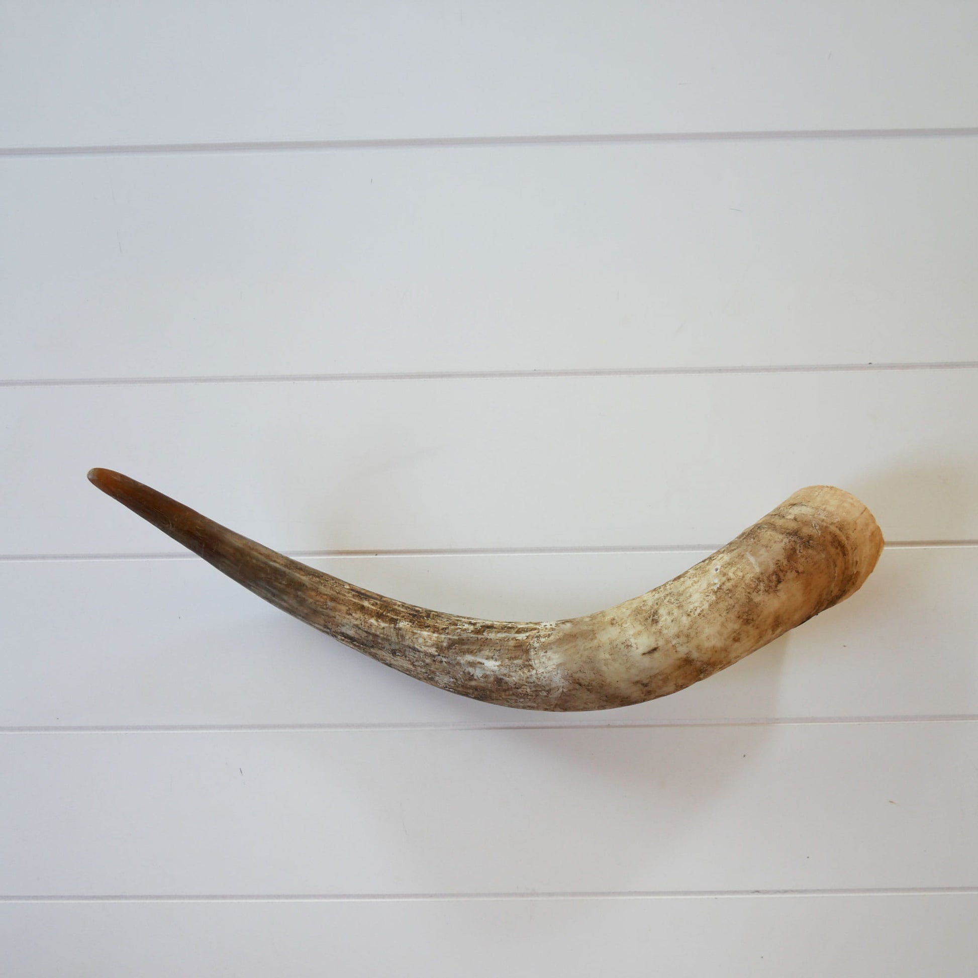 Unpolished Longhorn Cow Horn, Primitive Cow Horn, Vintage Cow Horn, Animal Horn