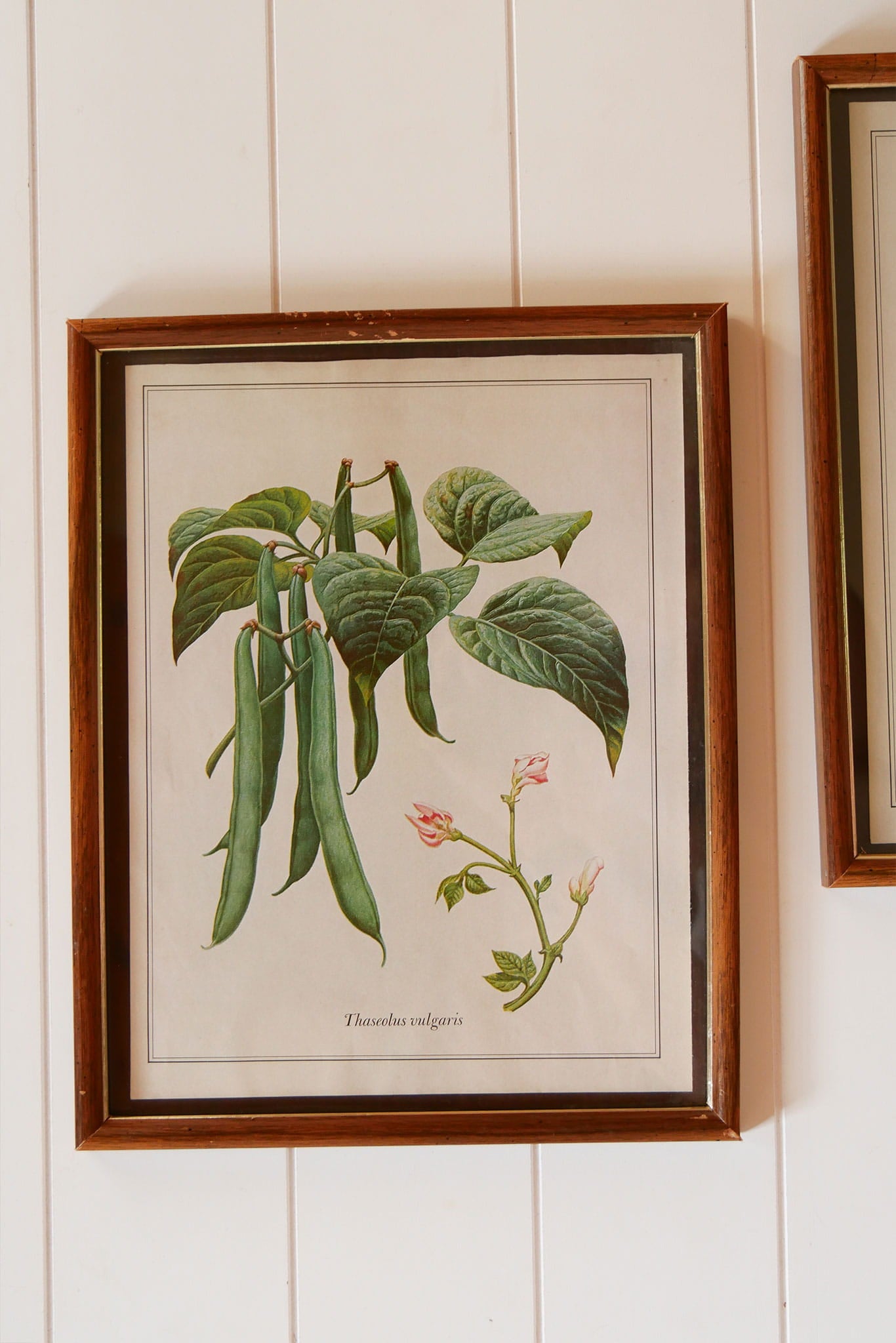 Vintage Tomato & Pea Botanical Framed Print Set, Vintage Botanical Plant Prints, Vintage Farmhouse Prints, Vintage Garden Plant Retro Prints, VIntage Farmhouse Wall DEcor, Vintage Botanical TOmato Plant Prints, Vintage Botanical Pea Plant Prints