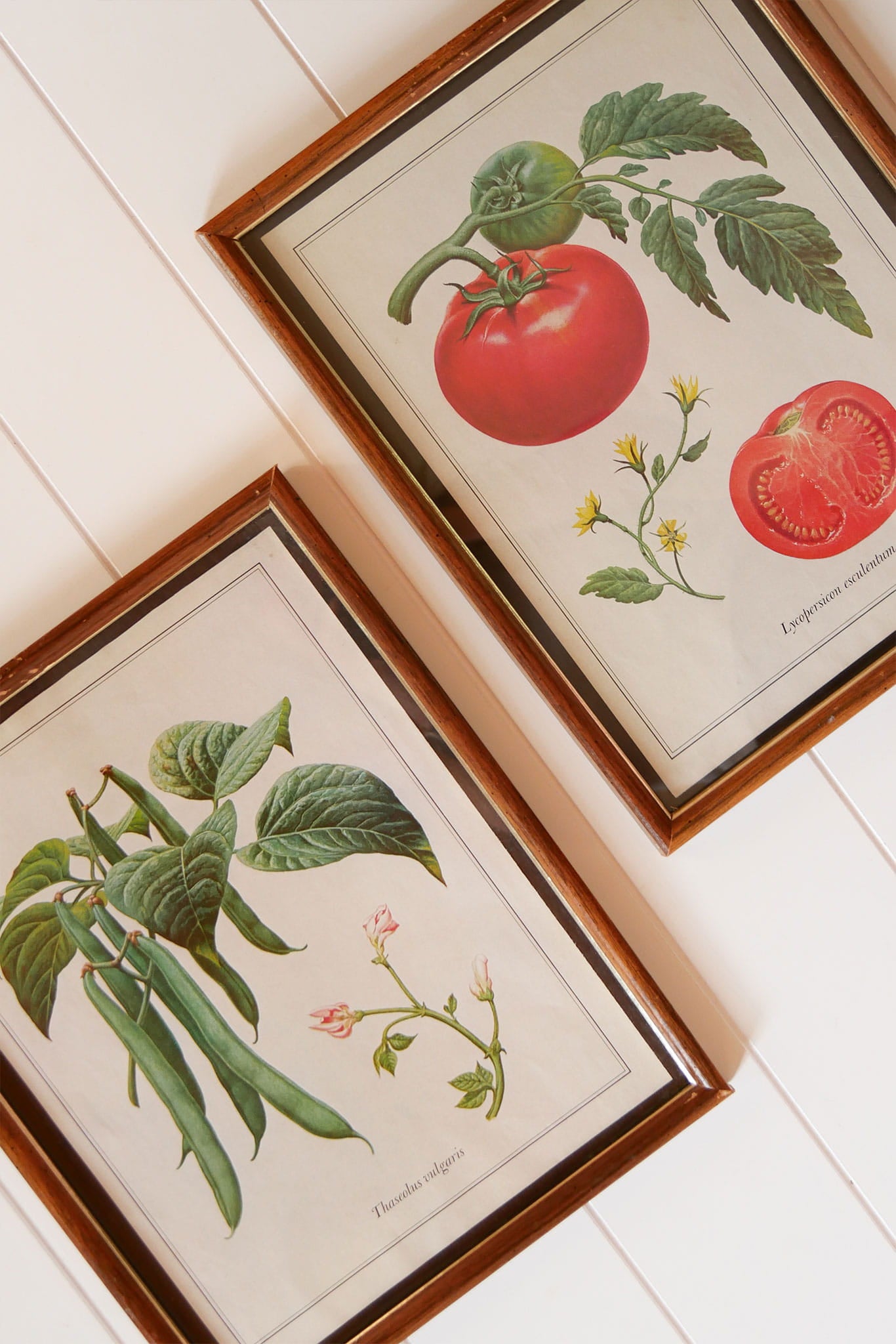 Vintage Tomato & Pea Botanical Framed Print Set, Vintage Botanical Plant Prints, Vintage Farmhouse Prints, Vintage Garden Plant Retro Prints, VIntage Farmhouse Wall DEcor, Vintage Botanical TOmato Plant Prints, Vintage Botanical Pea Plant Prints