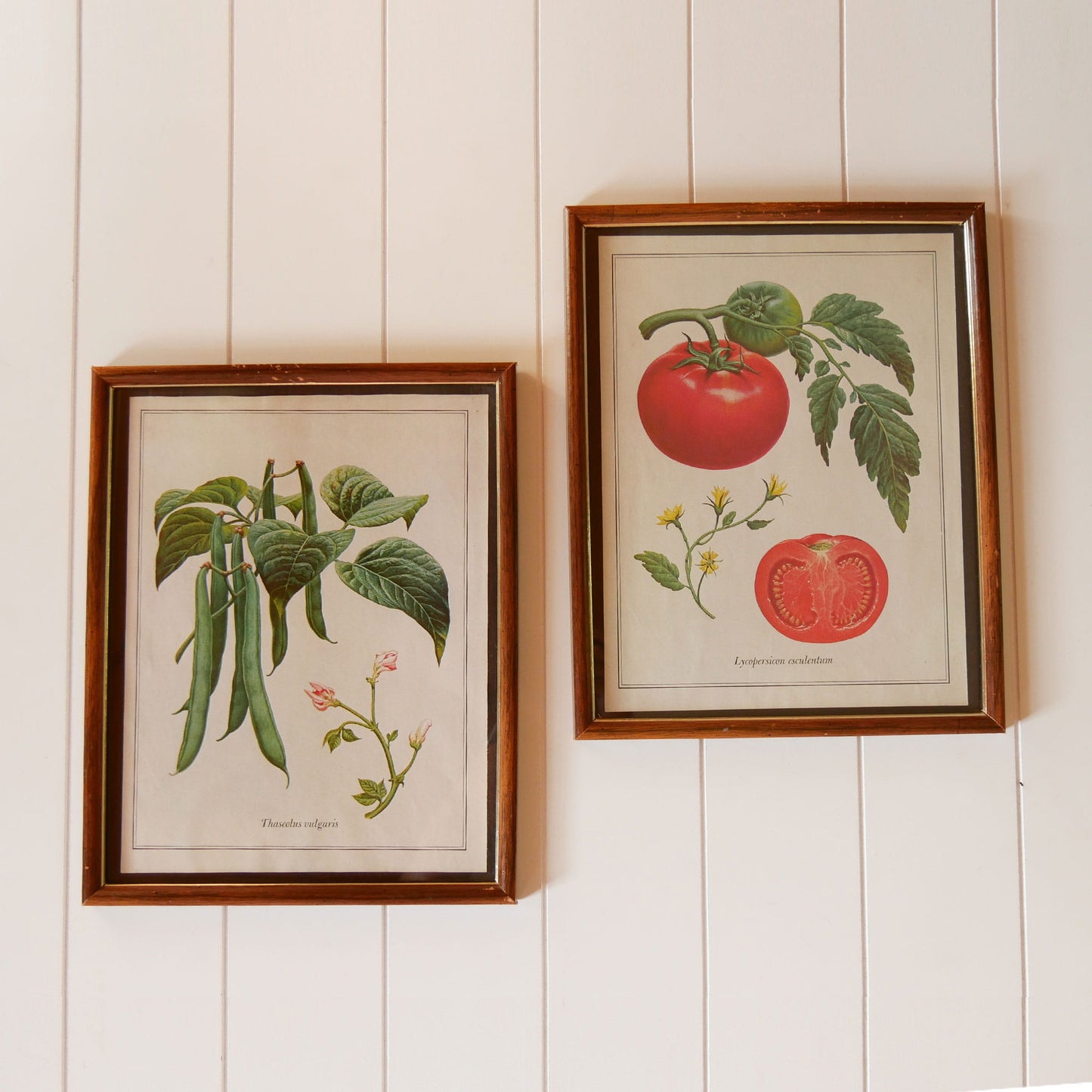 Vintage Tomato & Pea Botanical Framed Print Set, Vintage Botanical Plant Prints, Vintage Farmhouse Prints, Vintage Garden Plant Retro Prints, VIntage Farmhouse Wall DEcor, Vintage Botanical TOmato Plant Prints, Vintage Botanical Pea Plant Prints