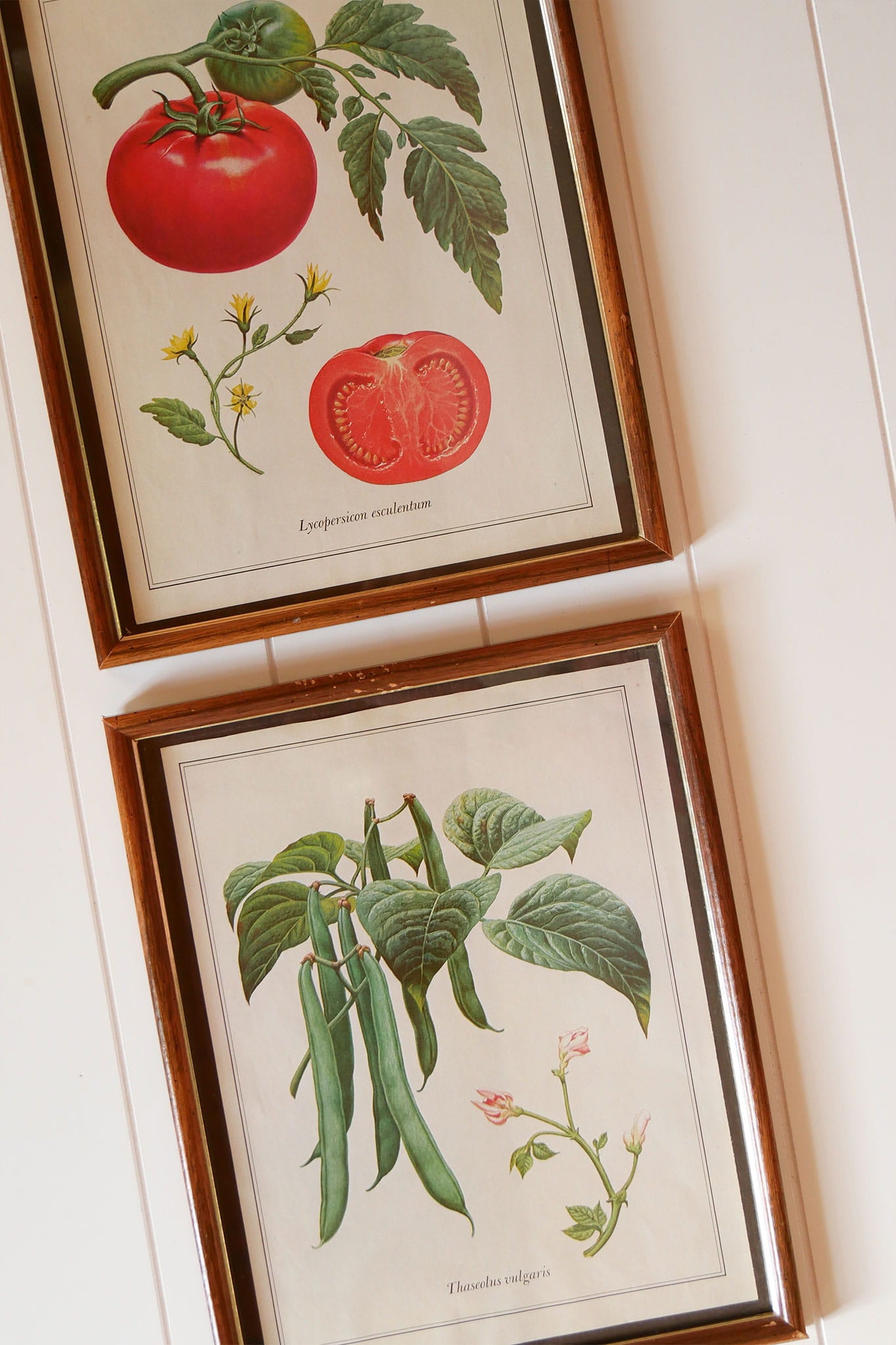 Vintage Tomato & Pea Botanical Framed Print Set, Vintage Botanical Plant Prints, Vintage Farmhouse Prints, Vintage Garden Plant Retro Prints, VIntage Farmhouse Wall DEcor, Vintage Botanical TOmato Plant Prints, Vintage Botanical Pea Plant Prints