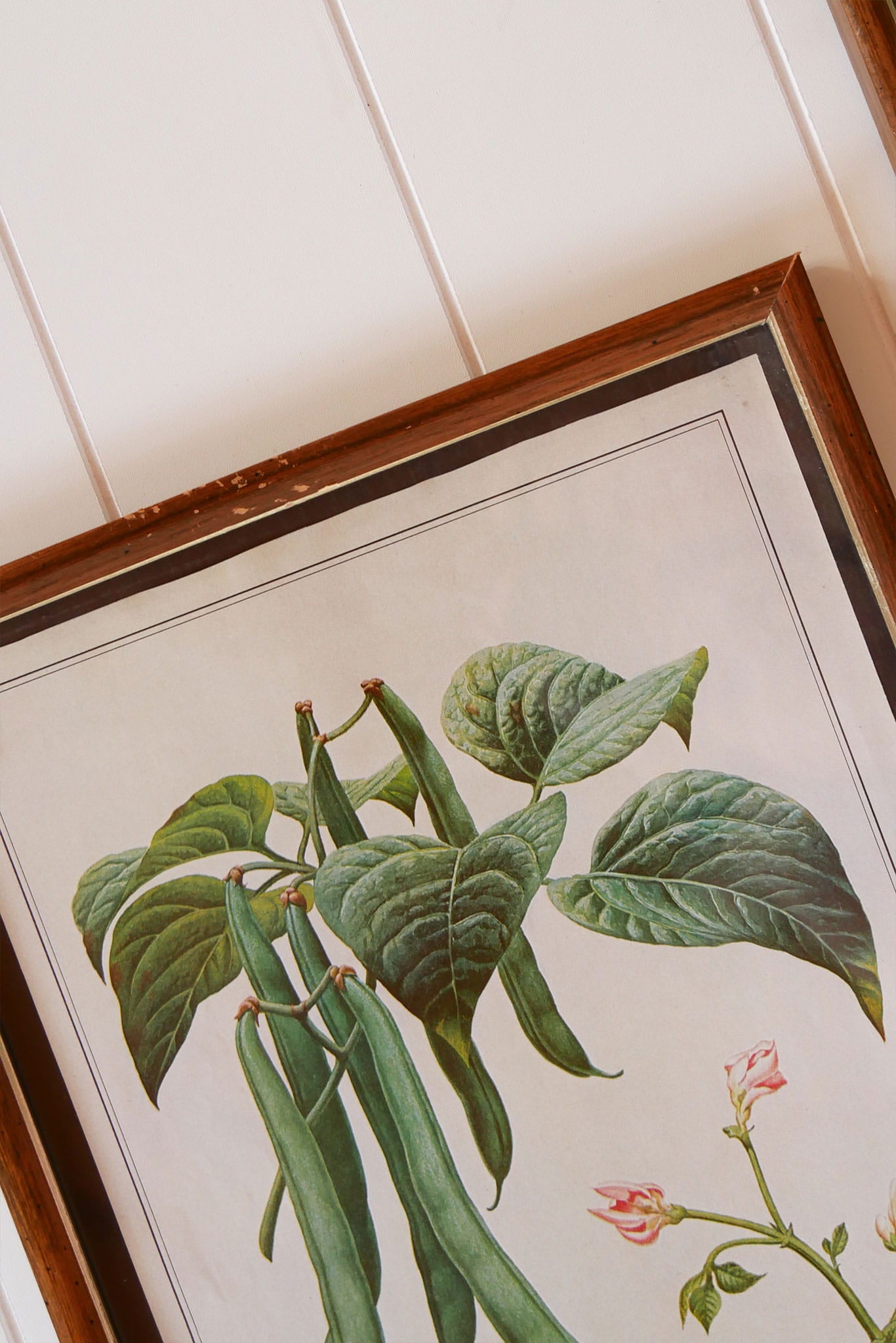 Vintage Tomato & Pea Botanical Framed Print Set, Vintage Botanical Plant Prints, Vintage Farmhouse Prints, Vintage Garden Plant Retro Prints, VIntage Farmhouse Wall DEcor, Vintage Botanical TOmato Plant Prints, Vintage Botanical Pea Plant Prints
