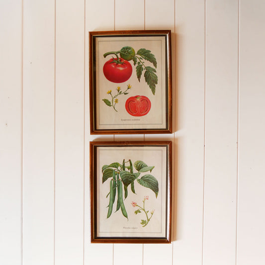 Vintage Tomato & Pea Botanical Framed Print Set, Vintage Botanical Plant Prints, Vintage Farmhouse Prints, Vintage Garden Plant Retro Prints, VIntage Farmhouse Wall DEcor, Vintage Botanical TOmato Plant Prints, Vintage Botanical Pea Plant Prints