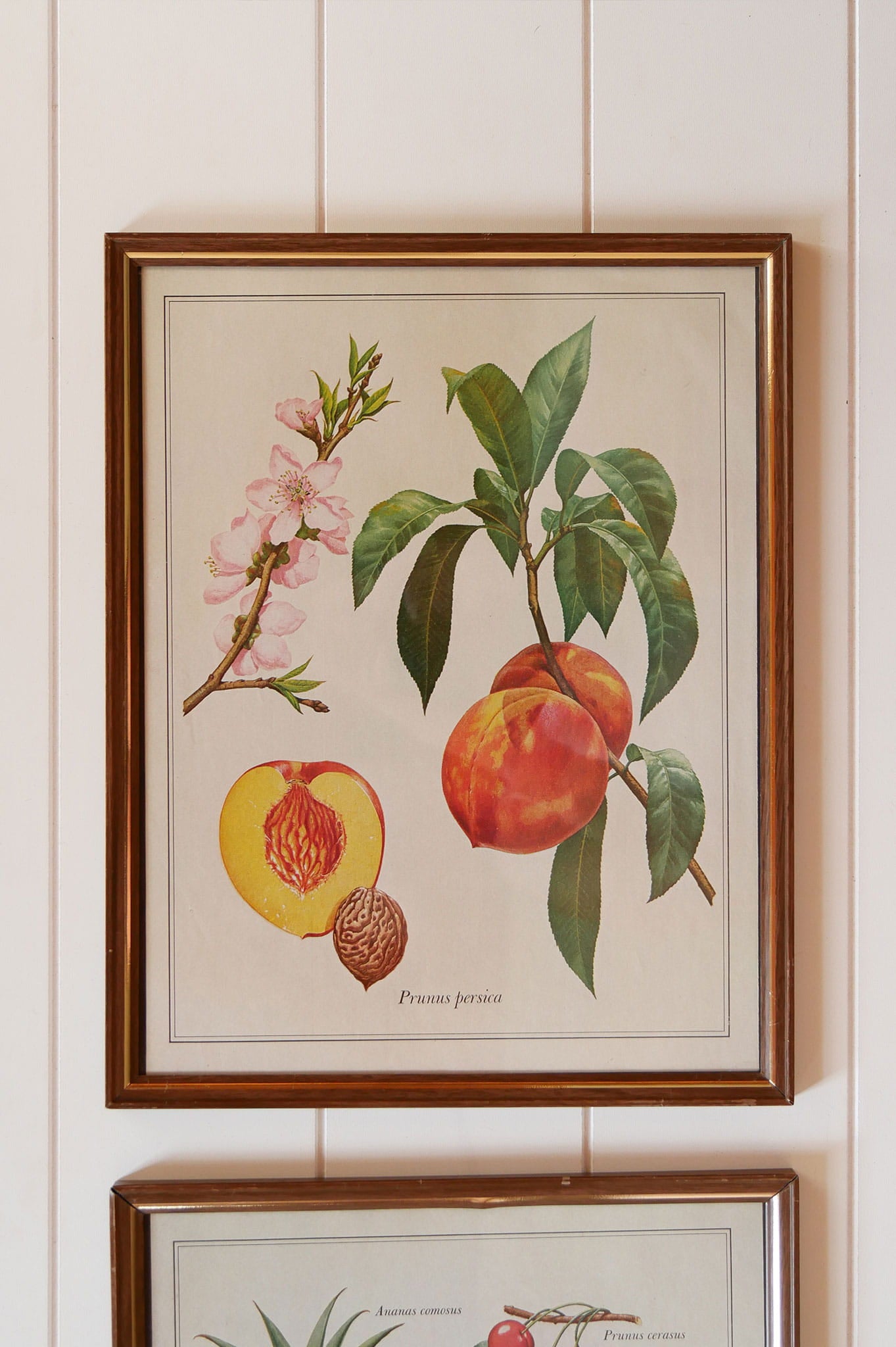 Pair of VIntage Tropical Fruit Framed Prints, VIntage Botanical Prints, Vintage Tropical Prints, Vintage Tropical Wall Decor, Vintage Pinnapple Prints, VIntage Peach Prints