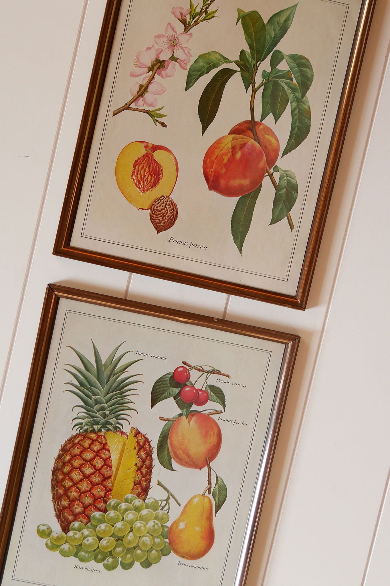 Pair of VIntage Tropical Fruit Framed Prints, VIntage Botanical Prints, Vintage Tropical Prints, Vintage Tropical Wall Decor, Vintage Pinnapple Prints, VIntage Peach Prints