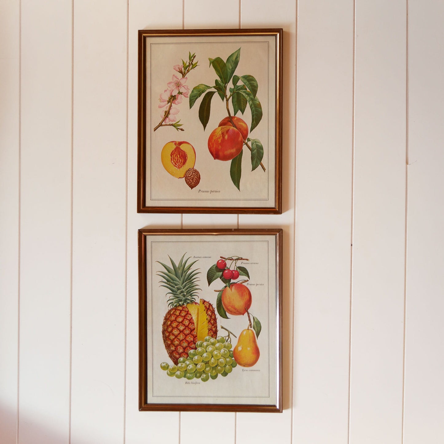 Pair of VIntage Tropical Fruit Framed Prints, VIntage Botanical Prints, Vintage Tropical Prints, Vintage Tropical Wall Decor, Vintage Pinnapple Prints, VIntage Peach Prints