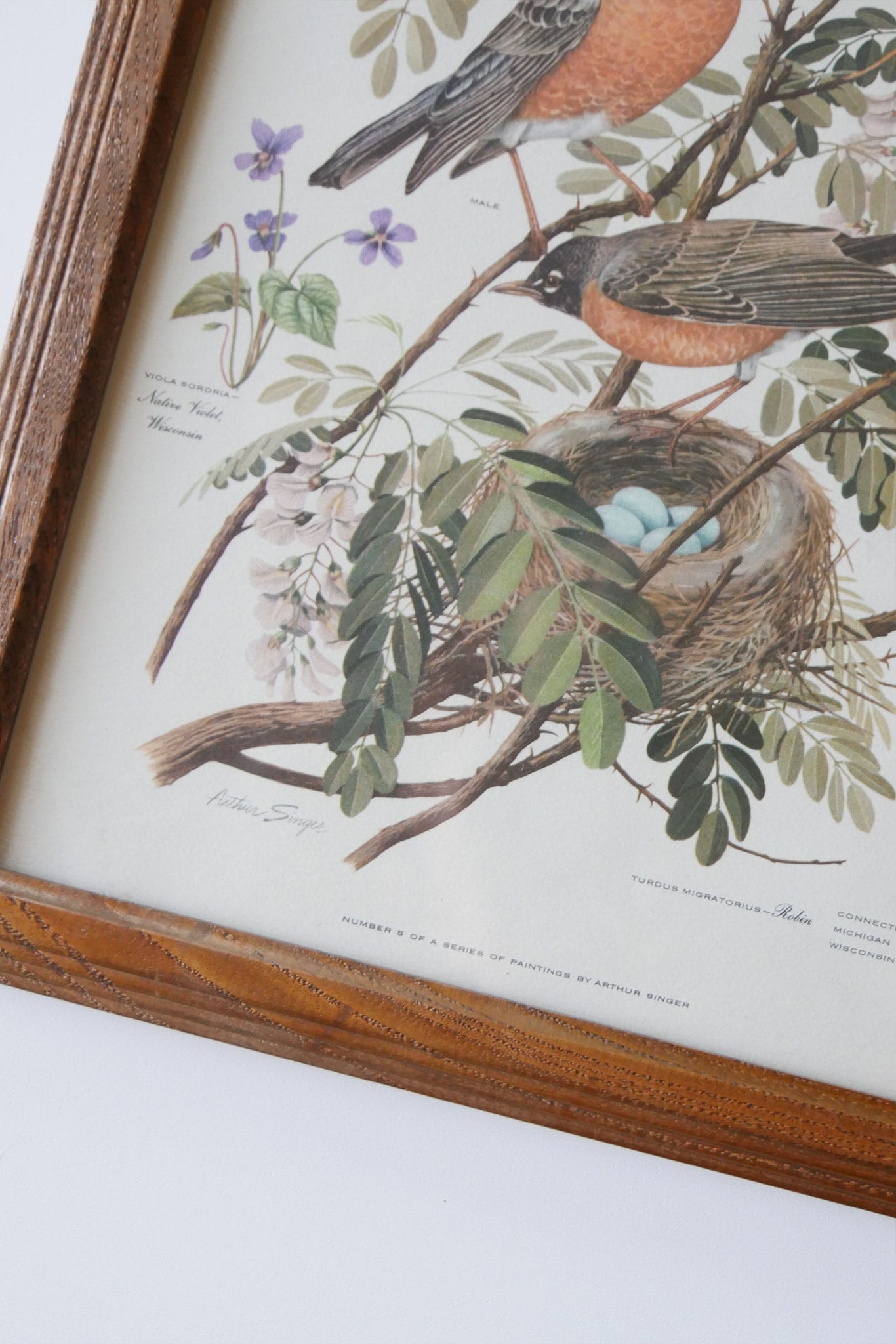Vintage Framed 1950s Arthur Singer No.5 of Series Print, Pair of Robins with Nest Vintage Bird Prints Vintage Botantical Prints
