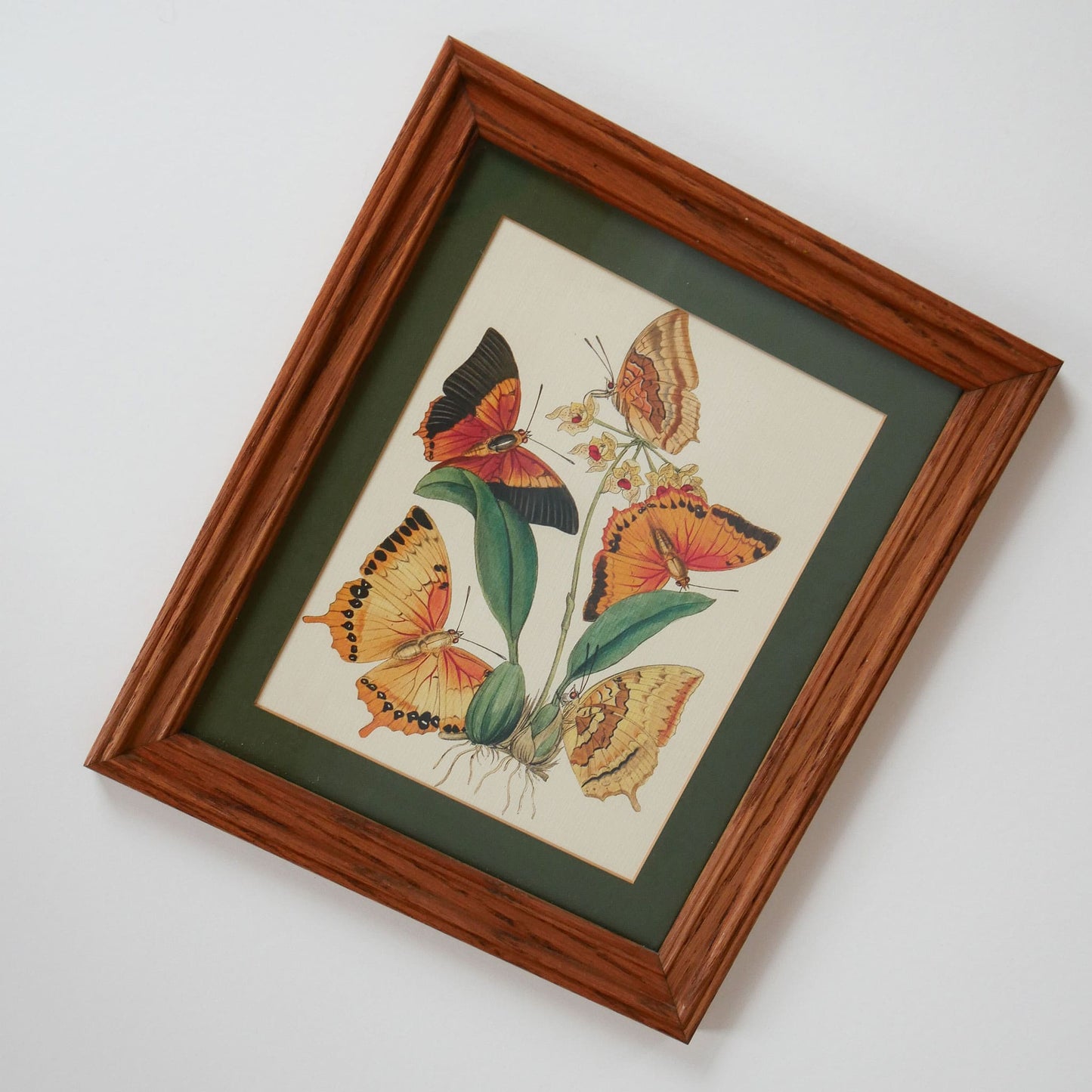 Vintage Frame and Butterfly Print, Vintage Home Decor, Vintage Botanical Print, Vintage Botanical Decor