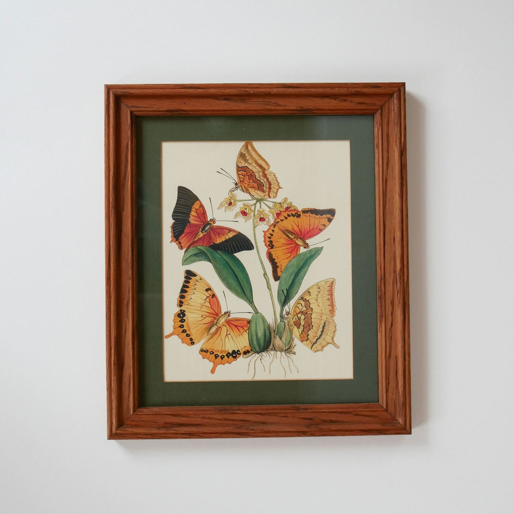 Vintage Frame and Butterfly Print, Vintage Home Decor, Vintage Botanical Print, Vintage Botanical Decor