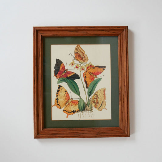 Vintage Frame and Butterfly Print, Vintage Home Decor, Vintage Botanical Print, Vintage Botanical Decor