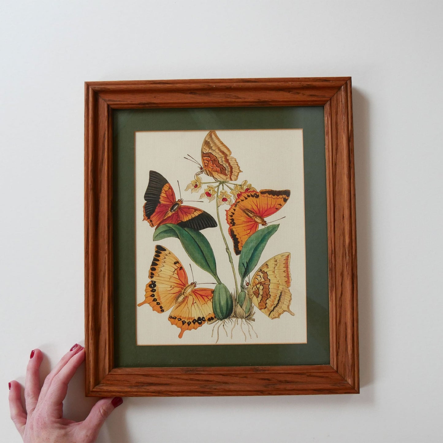 Vintage Frame and Butterfly Print, Vintage Home Decor, Vintage Botanical Print, Vintage Botanical Decor