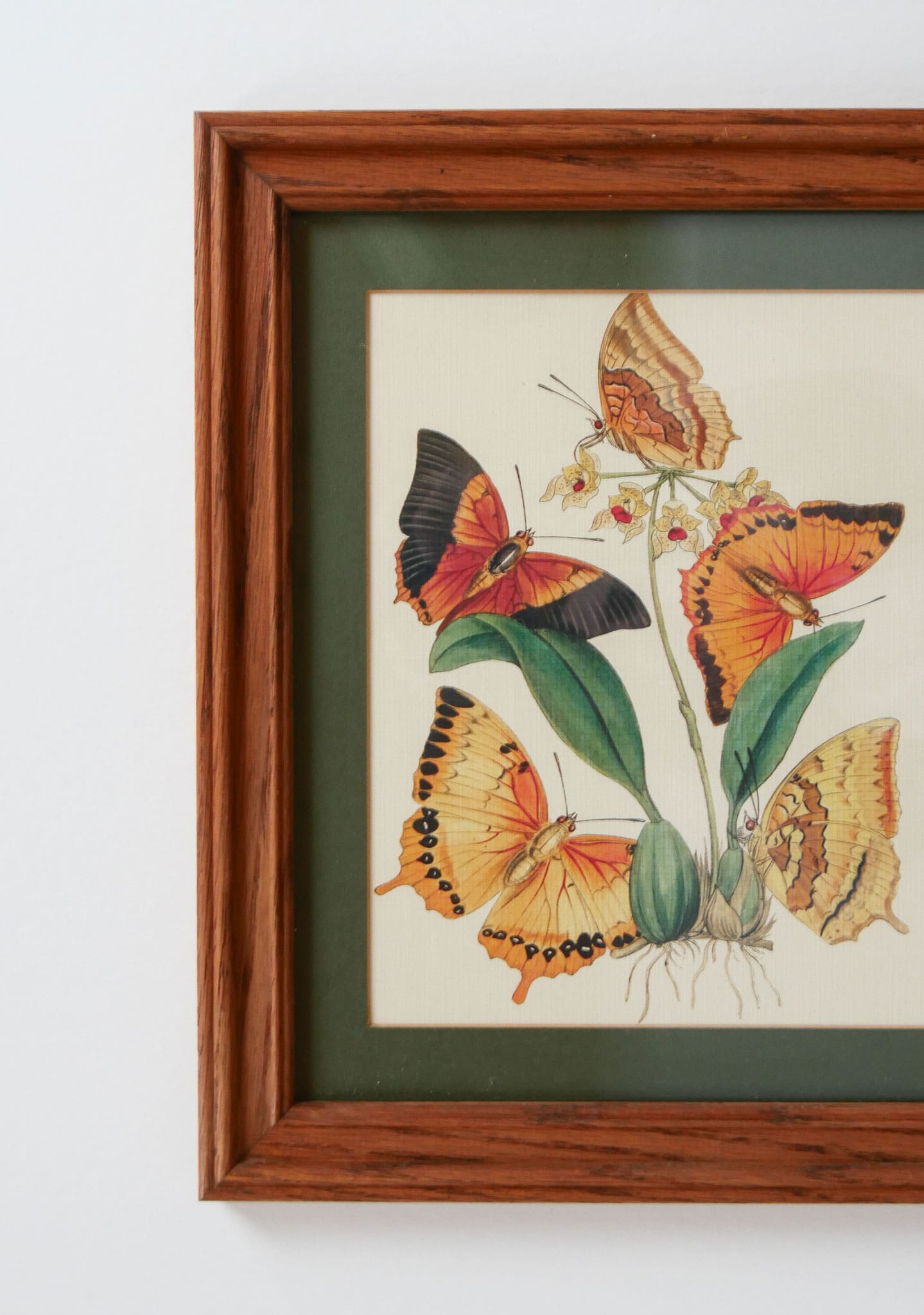 Vintage Frame and Butterfly Print, Vintage Home Decor, Vintage Botanical Print, Vintage Botanical Decor