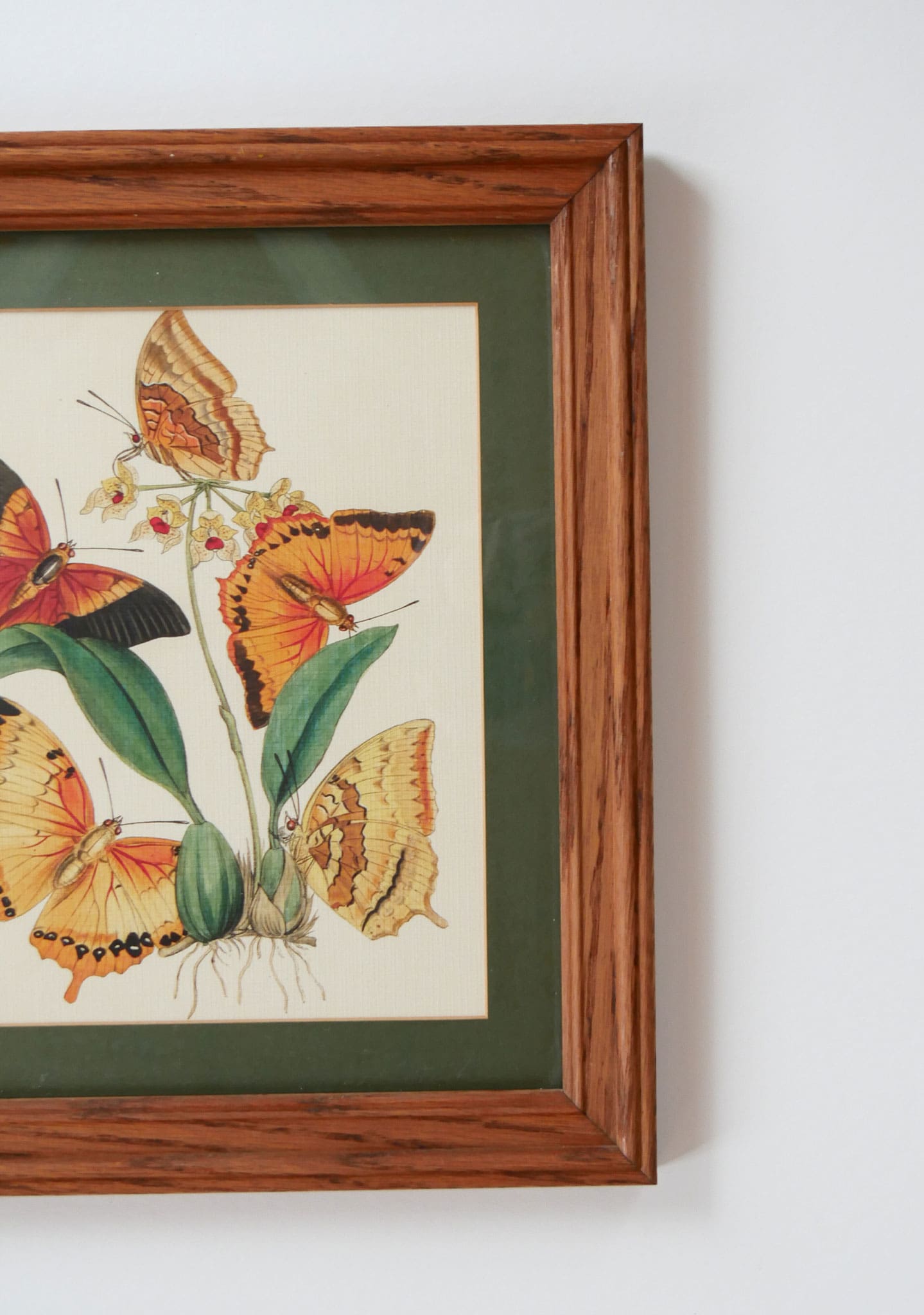 Vintage Frame and Butterfly Print, Vintage Home Decor, Vintage Botanical Print, Vintage Botanical Decor