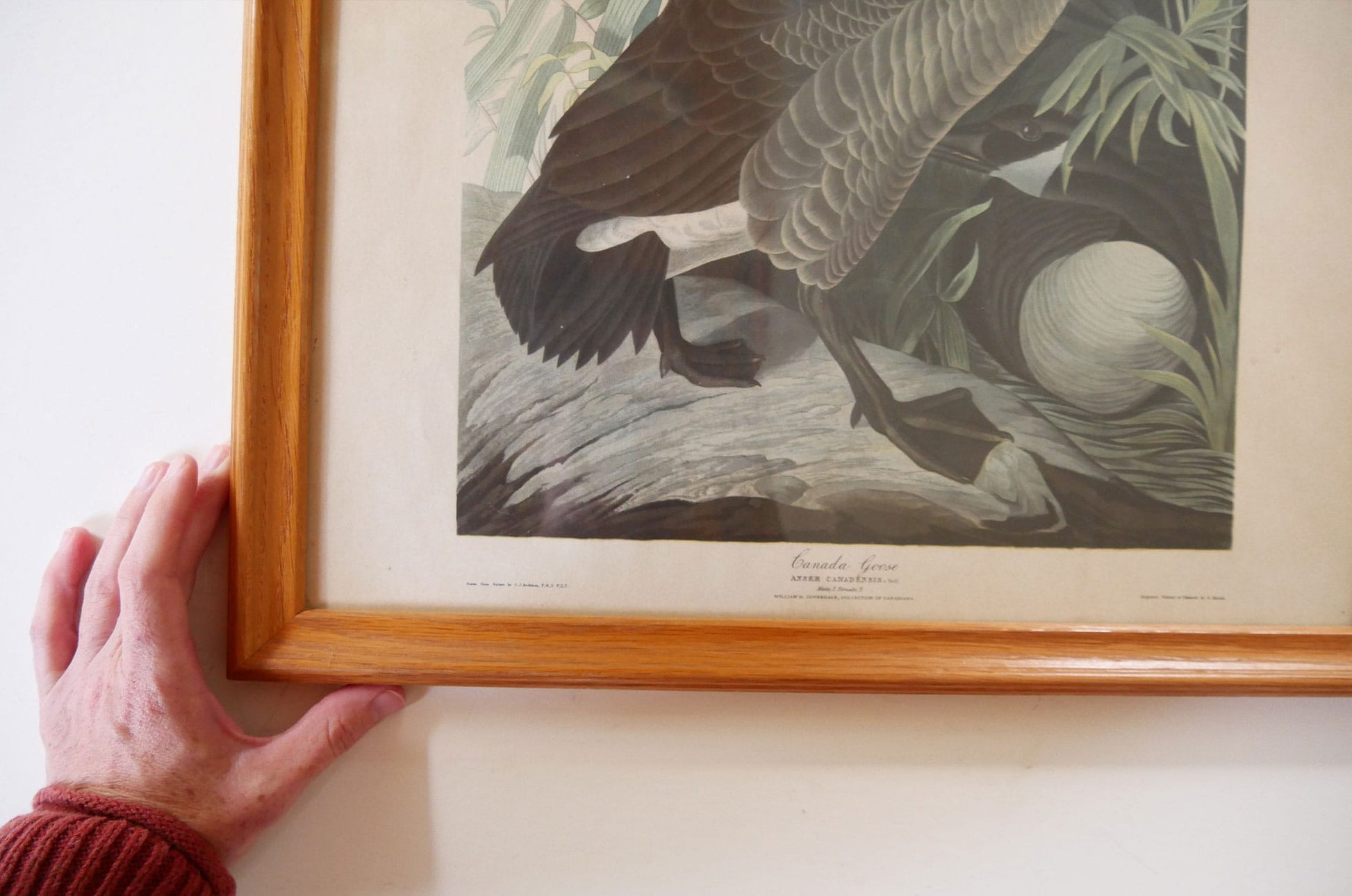 Vintage Framed "Canada Goose" by John James Audubon, Vintage Bird Audubon Print, Vintage Bird Print, Vintage Goose Print, Vintage Canadian Goose Print