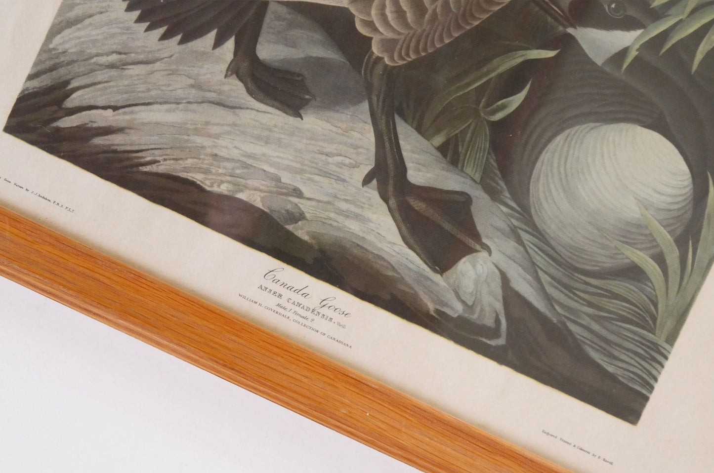 Vintage Framed "Canada Goose" by John James Audubon, Vintage Bird Audubon Print, Vintage Bird Print, Vintage Goose Print, Vintage Canadian Goose Print