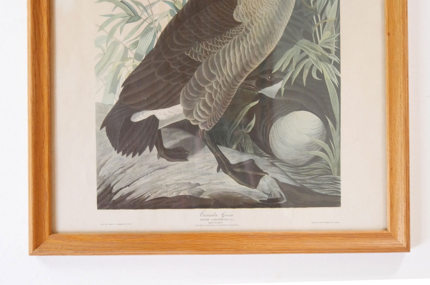 Vintage Framed "Canada Goose" by John James Audubon, Vintage Bird Audubon Print, Vintage Bird Print, Vintage Goose Print, Vintage Canadian Goose Print