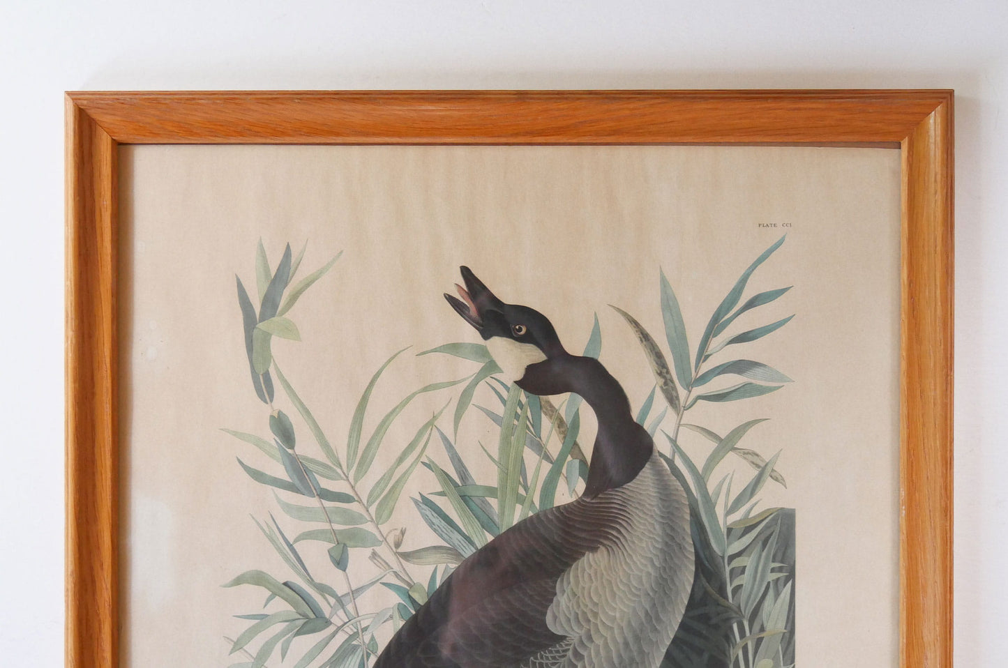 Vintage Framed "Canada Goose" by John James Audubon, Vintage Bird Audubon Print, Vintage Bird Print, Vintage Goose Print, Vintage Canadian Goose Print