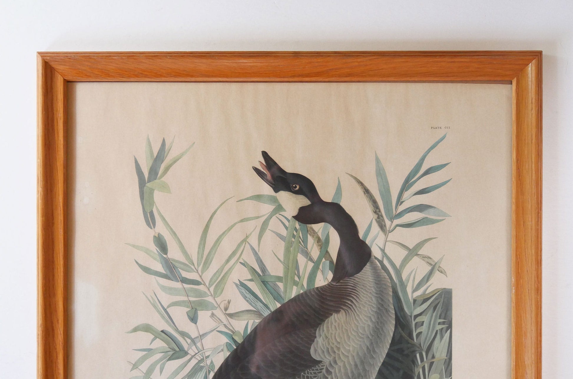 Vintage Framed "Canada Goose" by John James Audubon, Vintage Bird Audubon Print, Vintage Bird Print, Vintage Goose Print, Vintage Canadian Goose Print