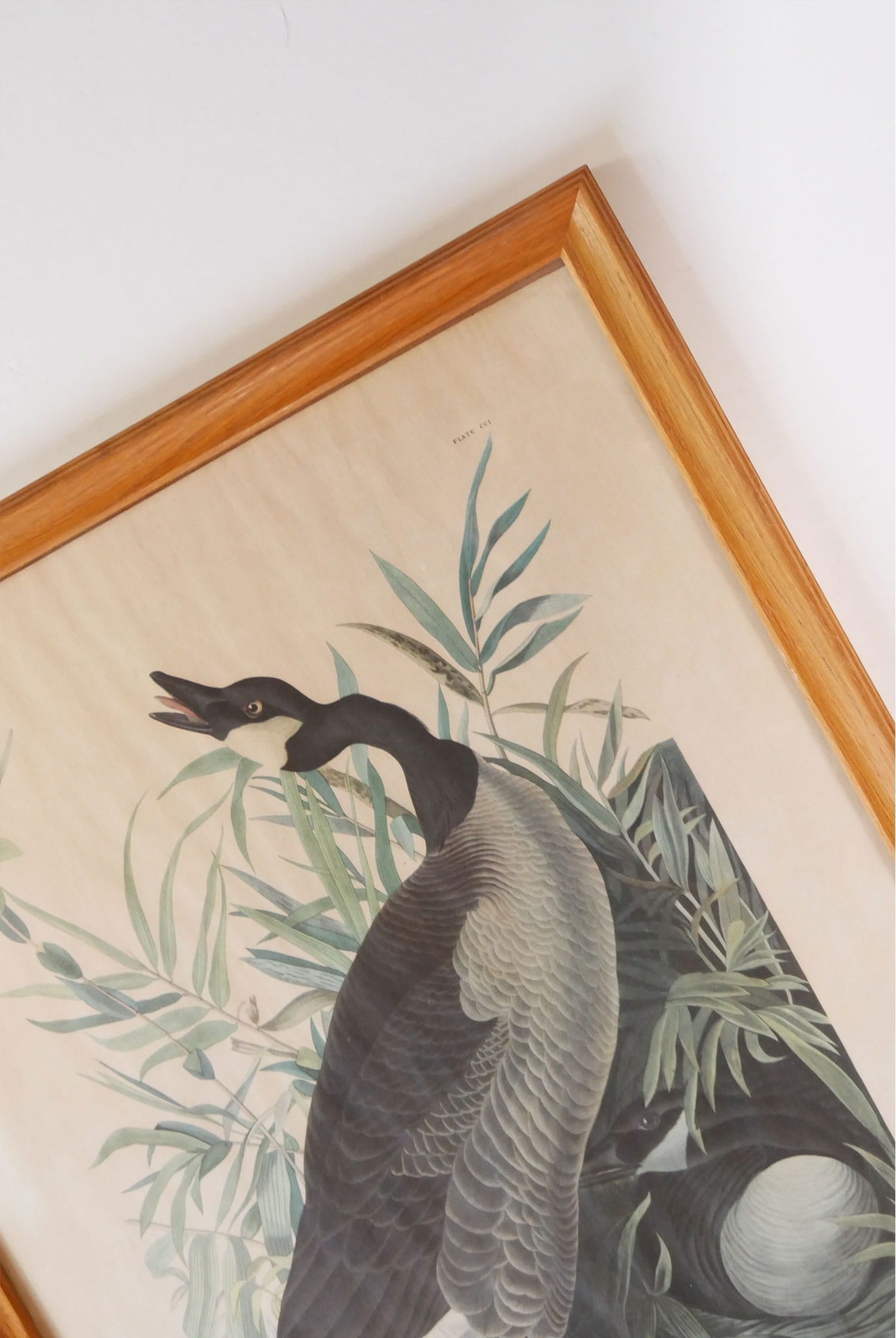 Vintage Framed "Canada Goose" by John James Audubon, Vintage Bird Audubon Print, Vintage Bird Print, Vintage Goose Print, Vintage Canadian Goose Print