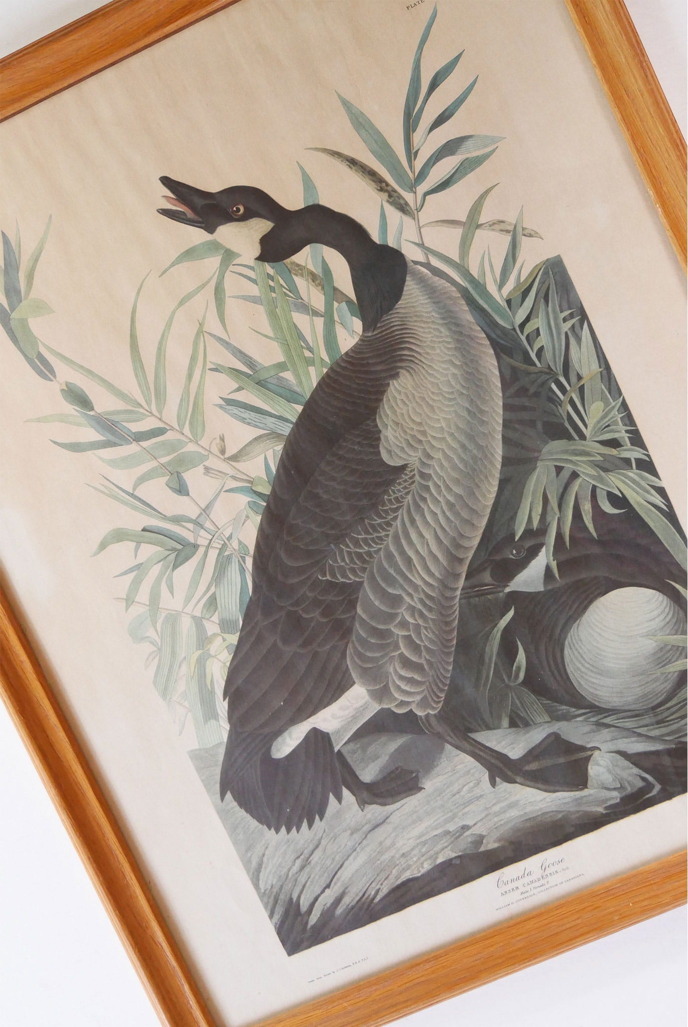 Vintage Framed "Canada Goose" by John James Audubon, Vintage Bird Audubon Print, Vintage Bird Print, Vintage Goose Print, Vintage Canadian Goose Print