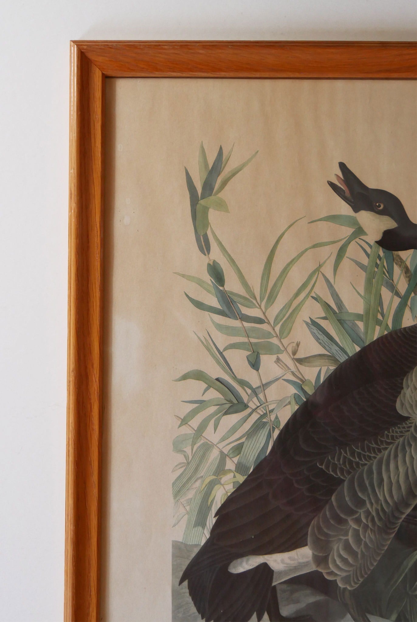 Vintage Framed "Canada Goose" by John James Audubon, Vintage Bird Audubon Print, Vintage Bird Print, Vintage Goose Print, Vintage Canadian Goose Print