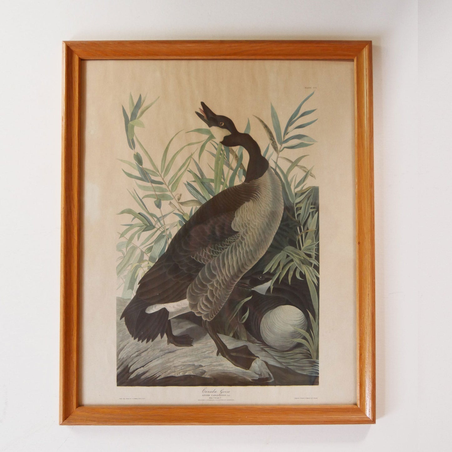 Vintage Framed "Canada Goose" by John James Audubon, Vintage Bird Audubon Print, Vintage Bird Print, Vintage Goose Print, Vintage Canadian Goose Print