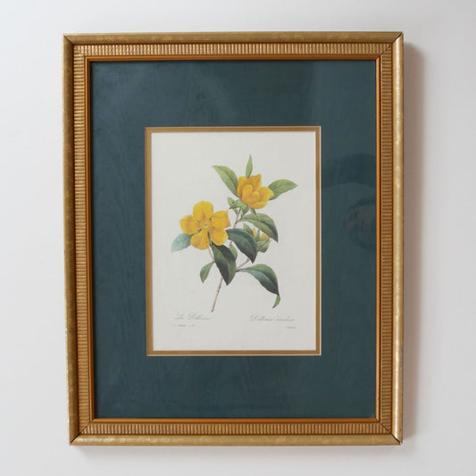 Vintage Framed La Dillennia Botanical Print, Vintage Botanical Wall Decor, Vintage Yellow FLoral Print, Vintage Cottagecore Wall Decor