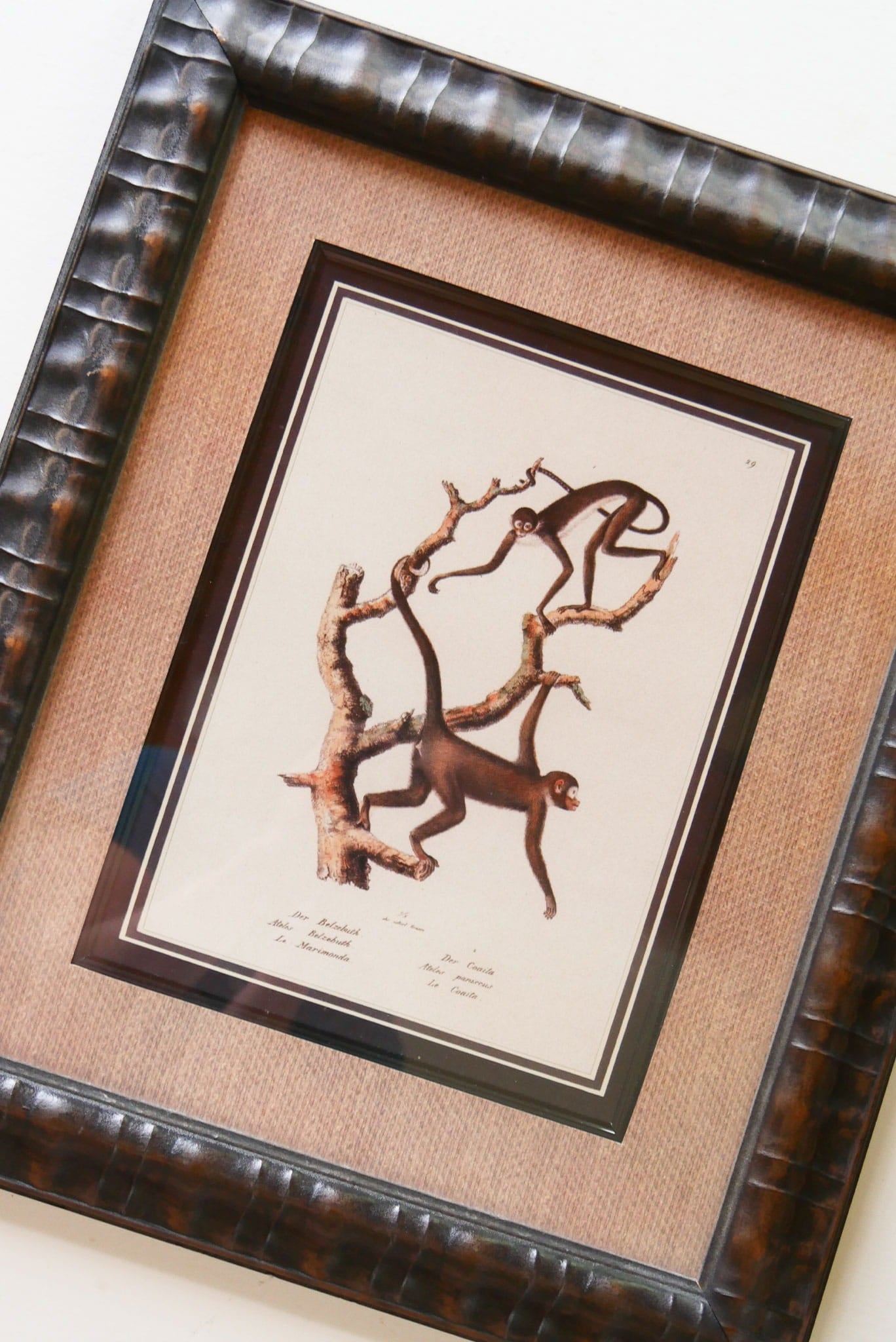 Vintage Framed Monkey Prints, Vintage Money Artwork, Vintage African Art, Monkey Drawing Prints, Monkey Lithograph, Vintage Zoo Art, Vintage Zoo Print, Vintage Monkey Drawing Print