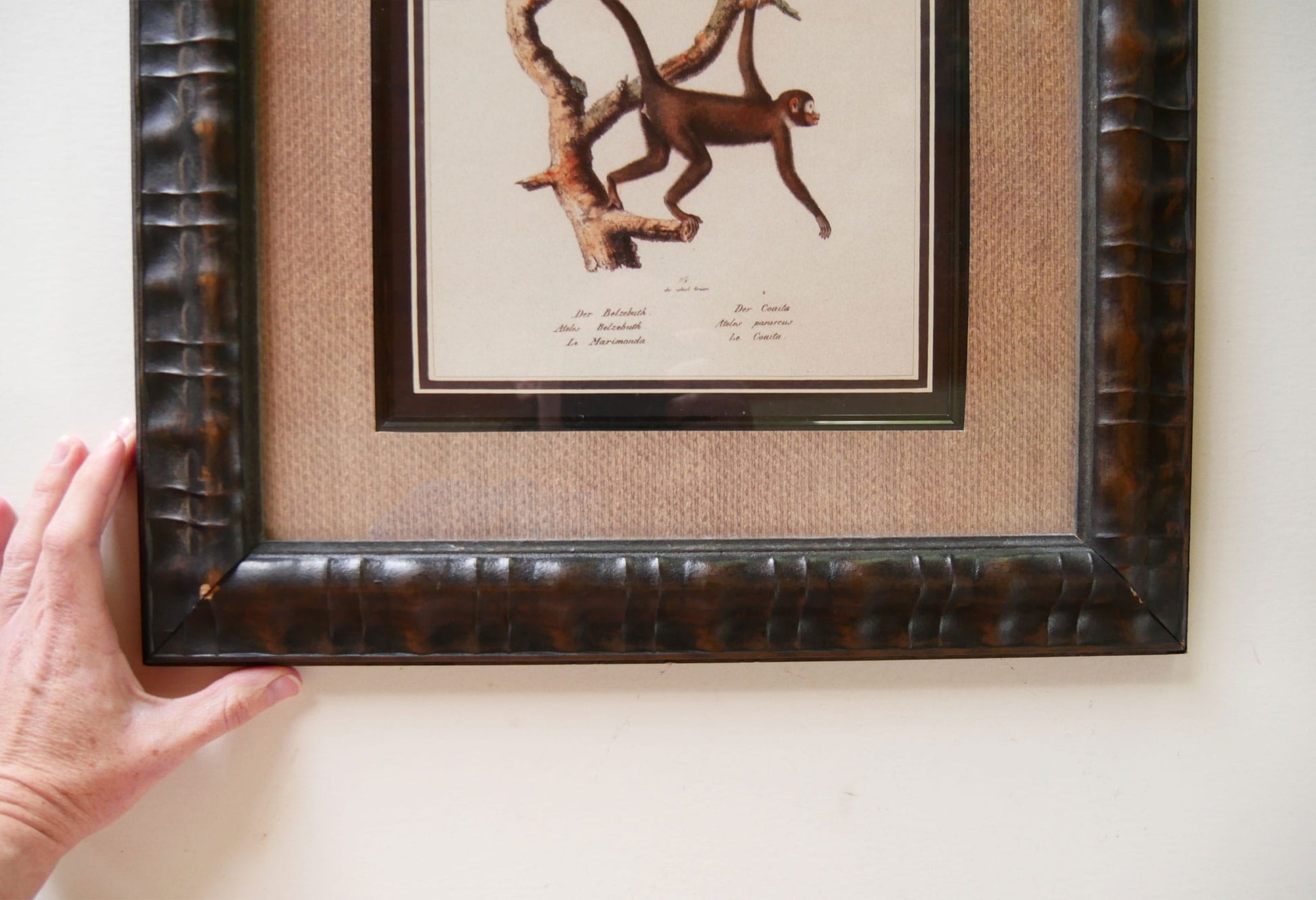 Vintage Framed Monkey Prints, Vintage Money Artwork, Vintage African Art, Monkey Drawing Prints, Monkey Lithograph, Vintage Zoo Art, Vintage Zoo Print, Vintage Monkey Drawing Print