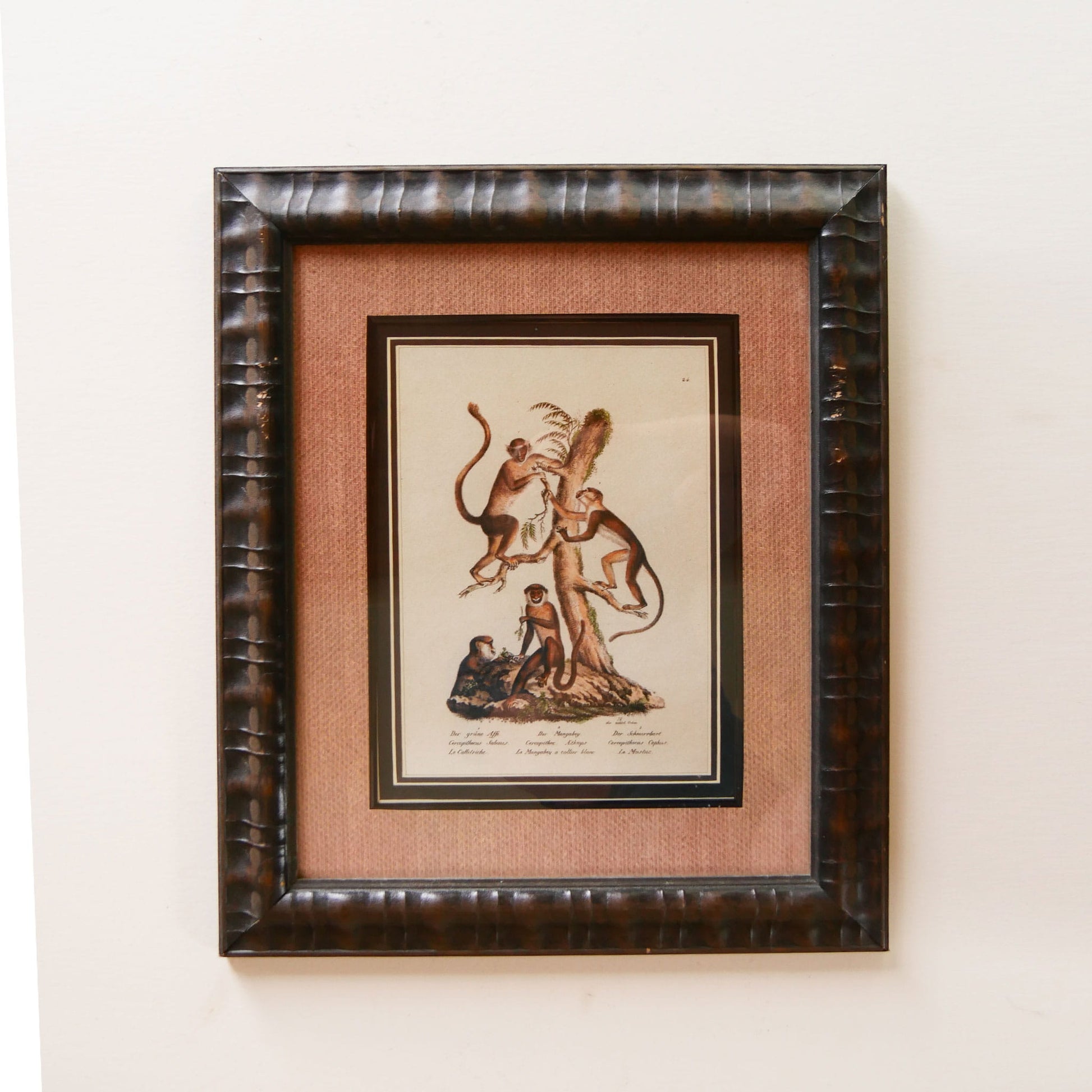 Vintage Framed Monkey Prints, Vintage Money Artwork, Vintage African Art, Monkey Drawing Prints, Monkey Lithograph, Vintage Zoo Art, Vintage Zoo Print, Vintage Monkey Drawing Print