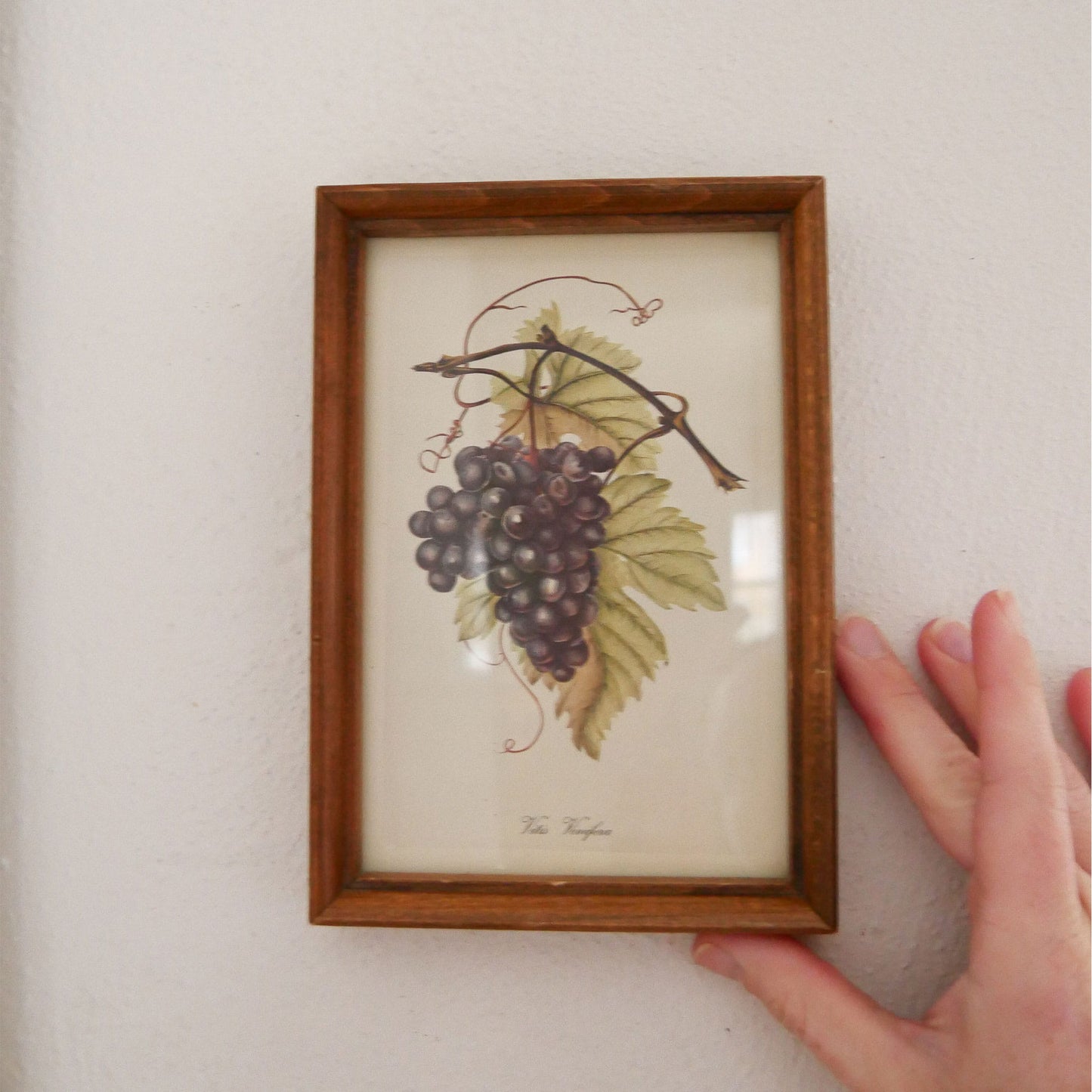 Vintage Framed Purple Grapes Print, Vintage Kitchen Decor, Vintage Fruit Artwork, Vintage Fruit Print, Vintage Kitchen Fruit Wall Decor, Vintage Kitchen Wall Decor