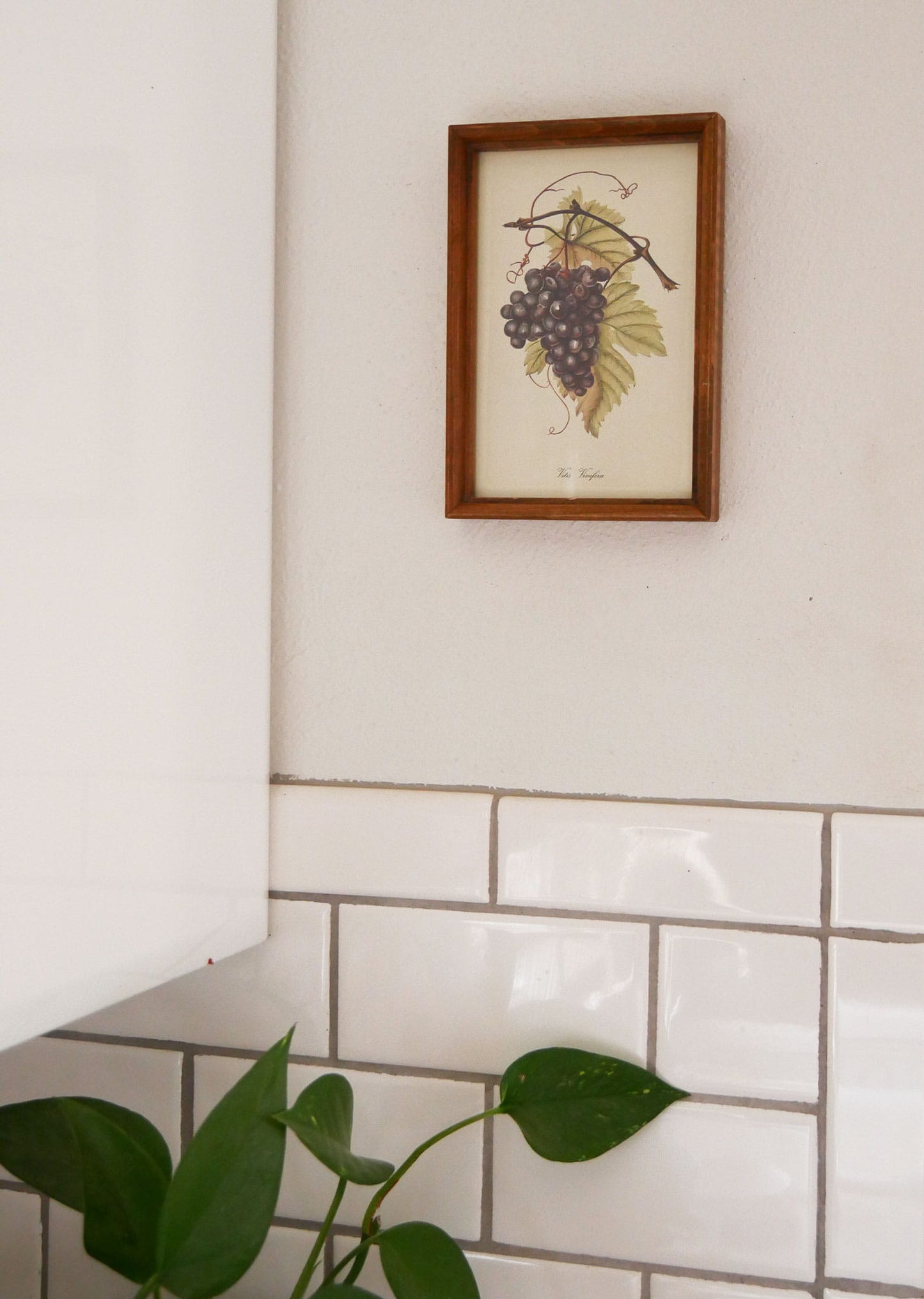 Vintage Framed Purple Grapes Print, Vintage Kitchen Decor, Vintage Fruit Artwork, Vintage Fruit Print, Vintage Kitchen Fruit Wall Decor, Vintage Kitchen Wall Decor