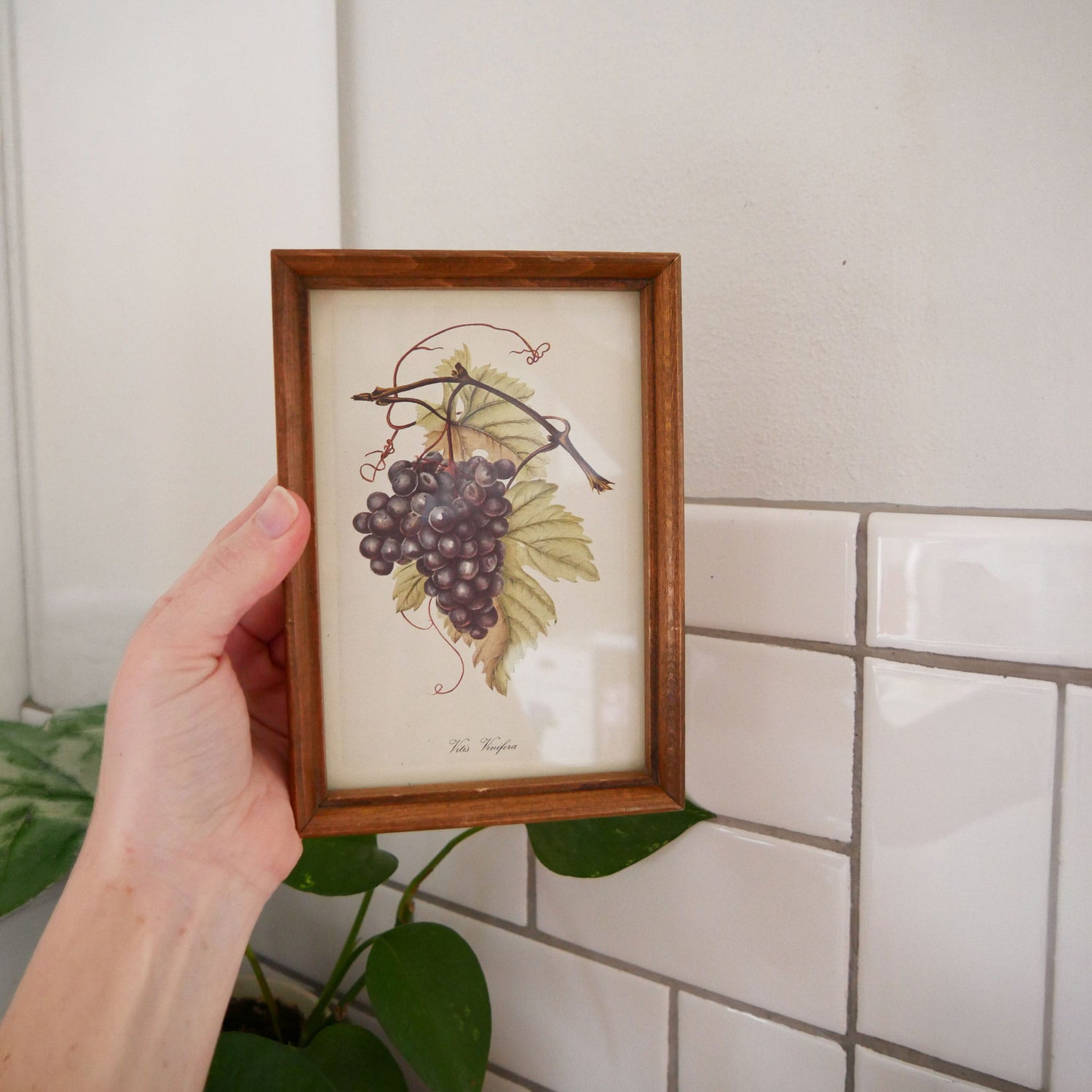 Vintage Framed Purple Grapes Print, Vintage Kitchen Decor, Vintage Fruit Artwork, Vintage Fruit Print, Vintage Kitchen Fruit Wall Decor, Vintage Kitchen Wall Decor