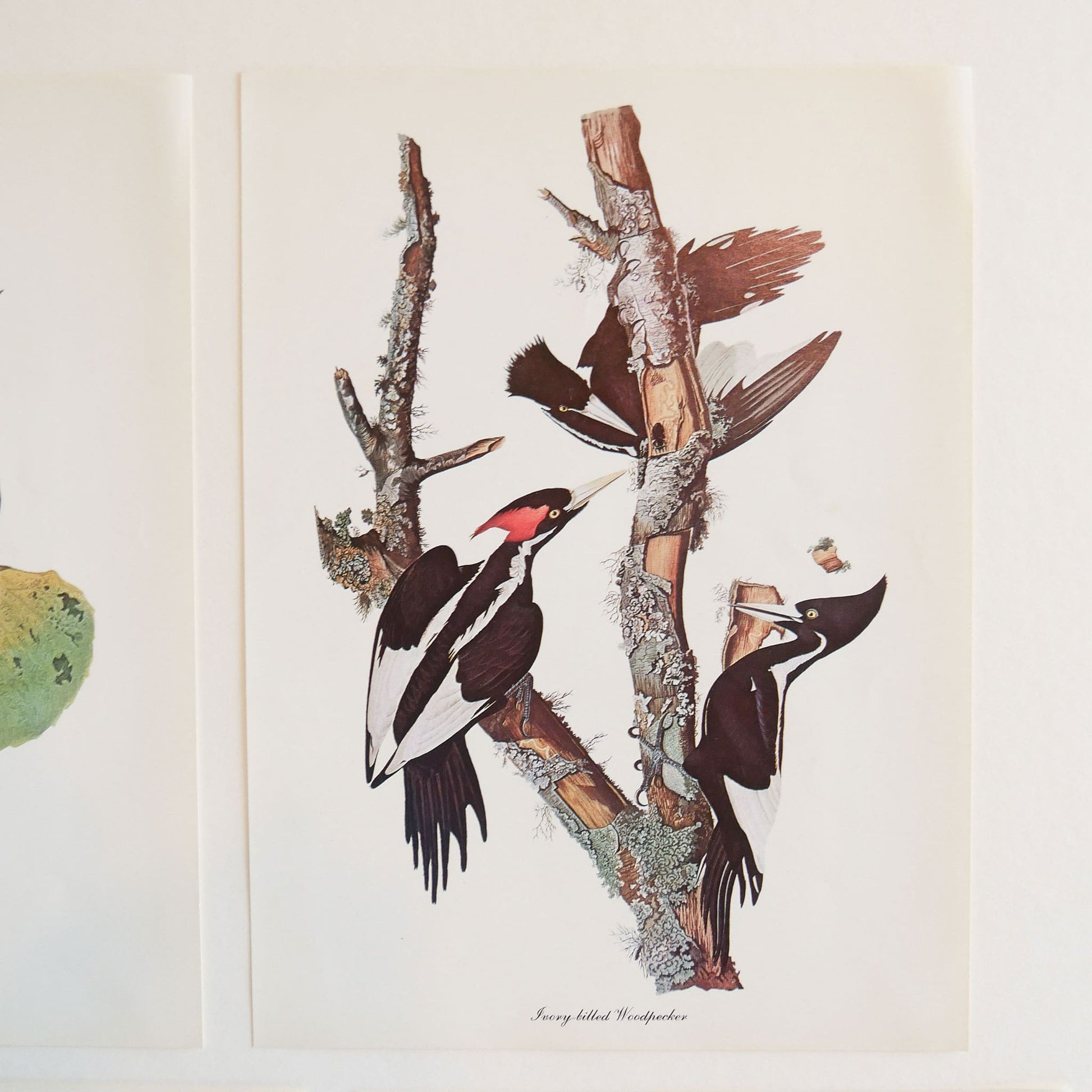 Vintage John James Audubon's Birds of America Prints 8.5x11.5 John James Mallard Ducks Sparrow Ivory Woodpecker Meadow Lark
